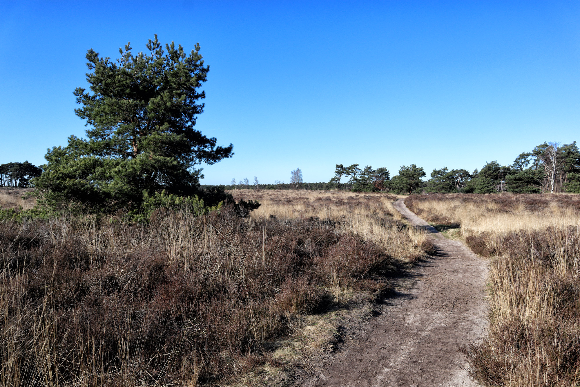 Wandelen in België: Lommelse Sahara