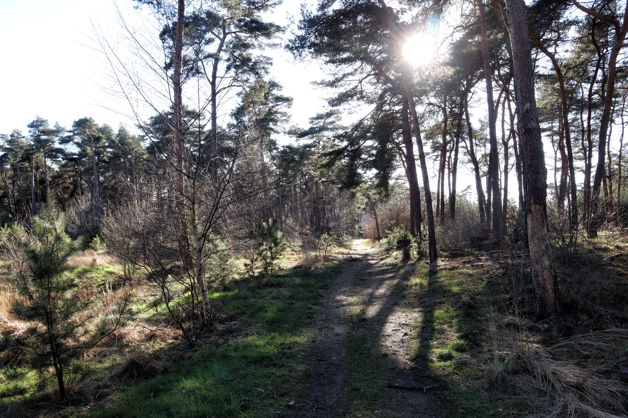 Wandelen in België: Lommelse Sahara