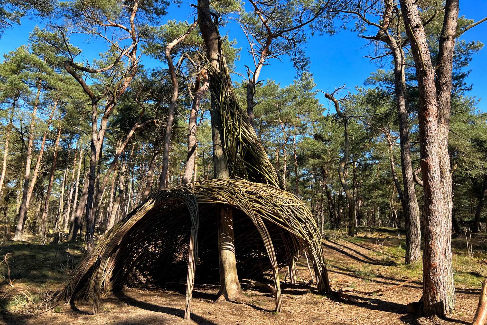 Wandelen in België: Lommelse Sahara