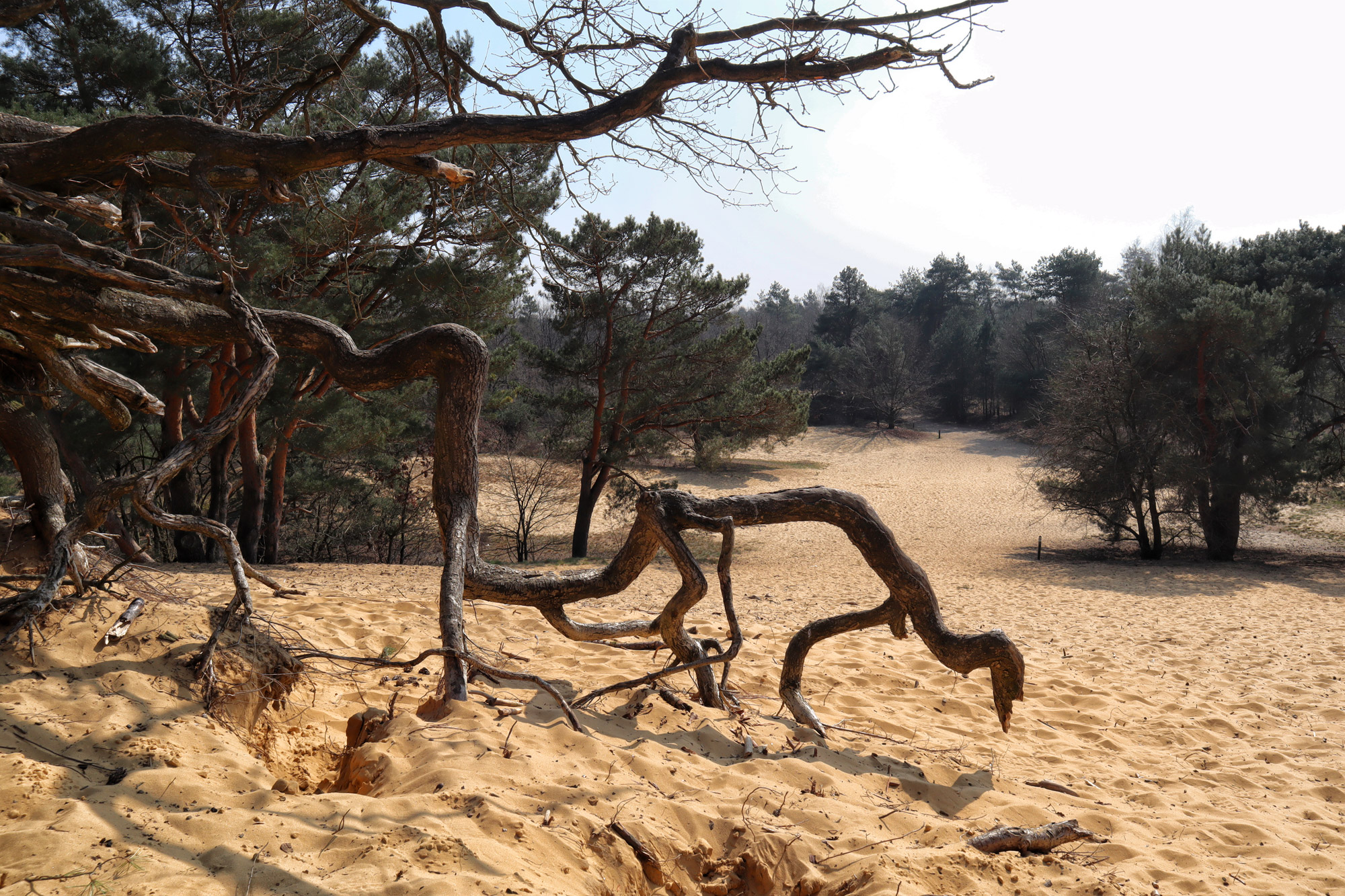 Wandelen in België - De Oudsberg - gele route