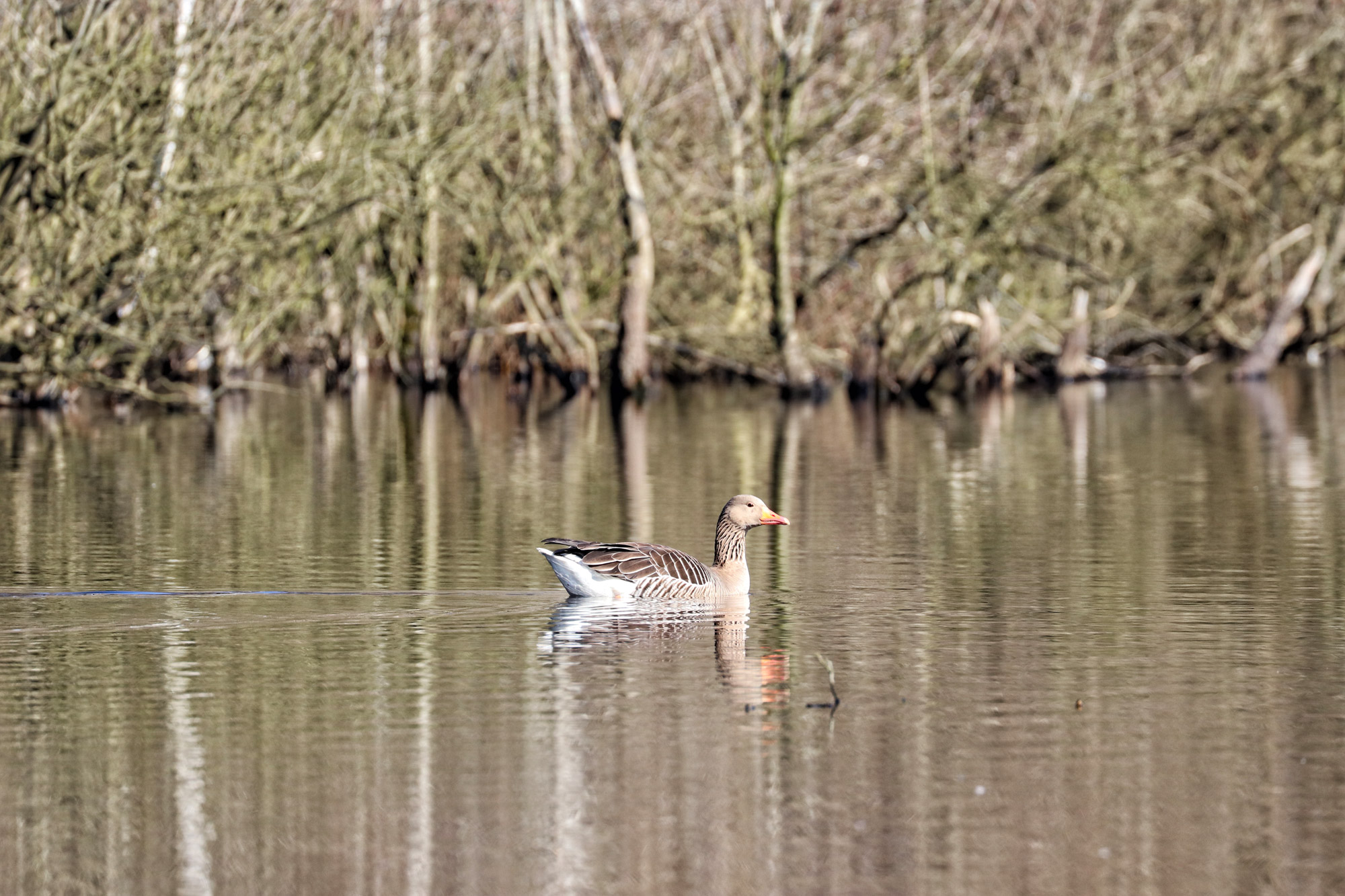 Wandelen in Limburg/Duitsland: Rode Beek