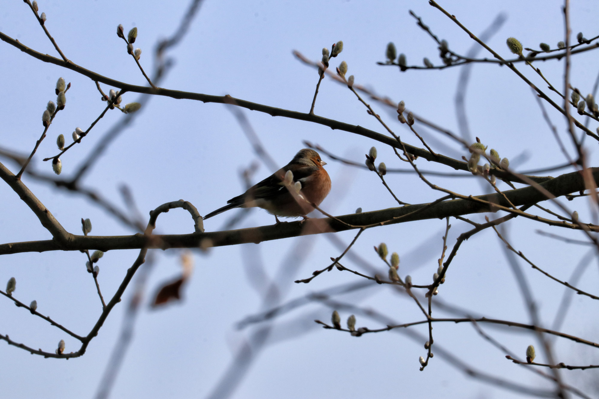 Wandelen in Limburg/Duitsland: Rode Beek