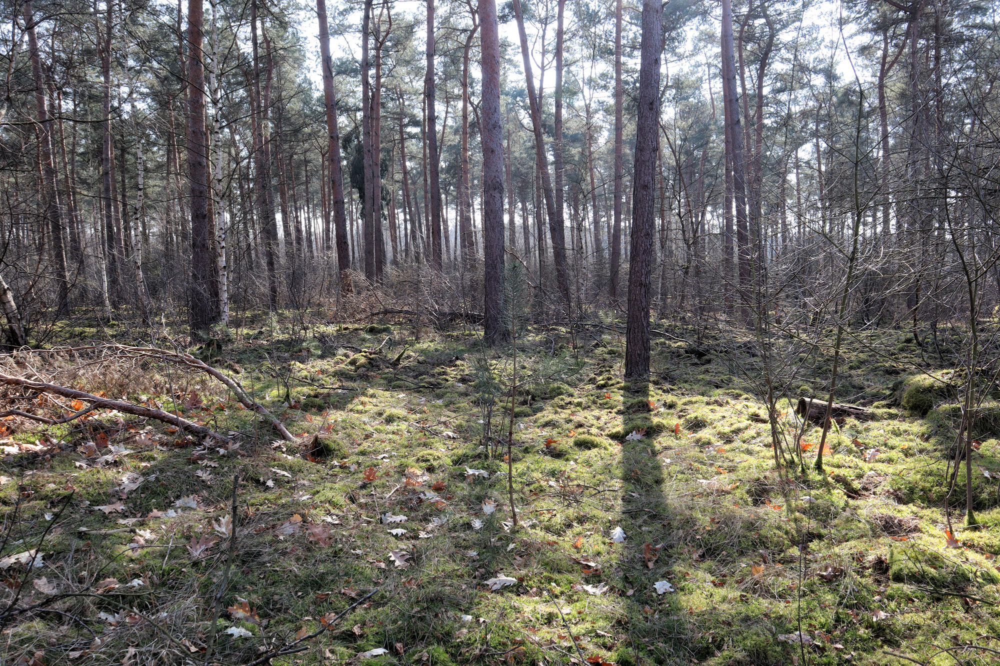 Wandelen in Limburg/Duitsland: Rode Beek