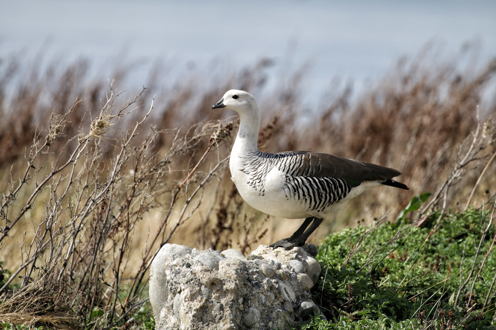 Doen in El Calafate: Vogels spotten bij Reserva Laguna Nimez - Argentinië