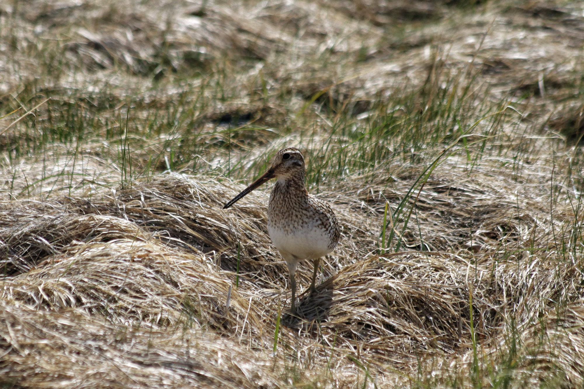 Doen in El Calafate: Vogels spotten bij Reserva Laguna Nimez - Argentinië