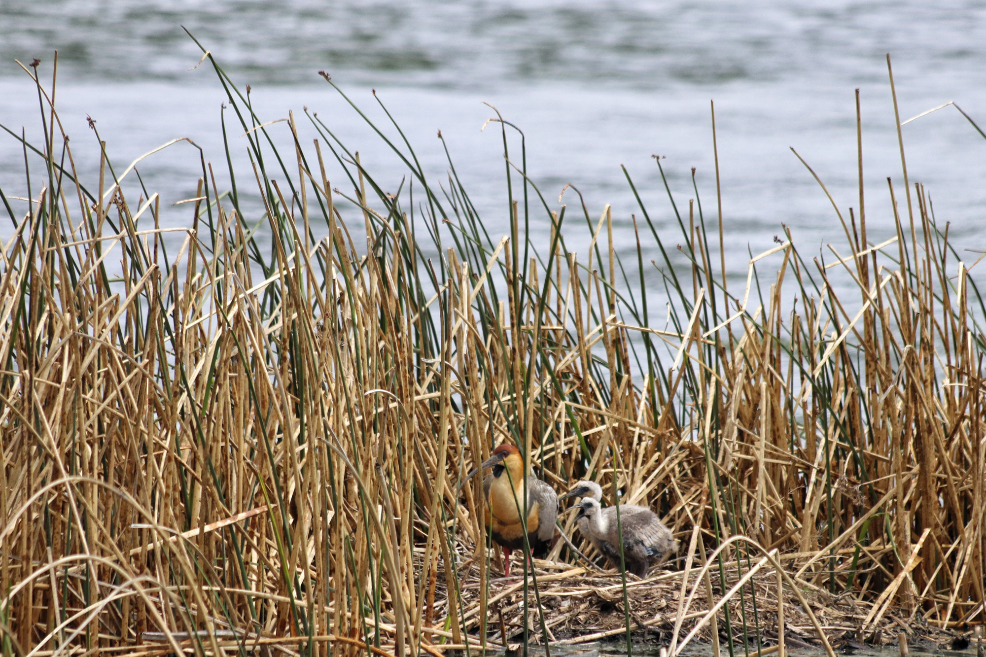 Doen in El Calafate: Vogels spotten bij Reserva Laguna Nimez - Argentinië