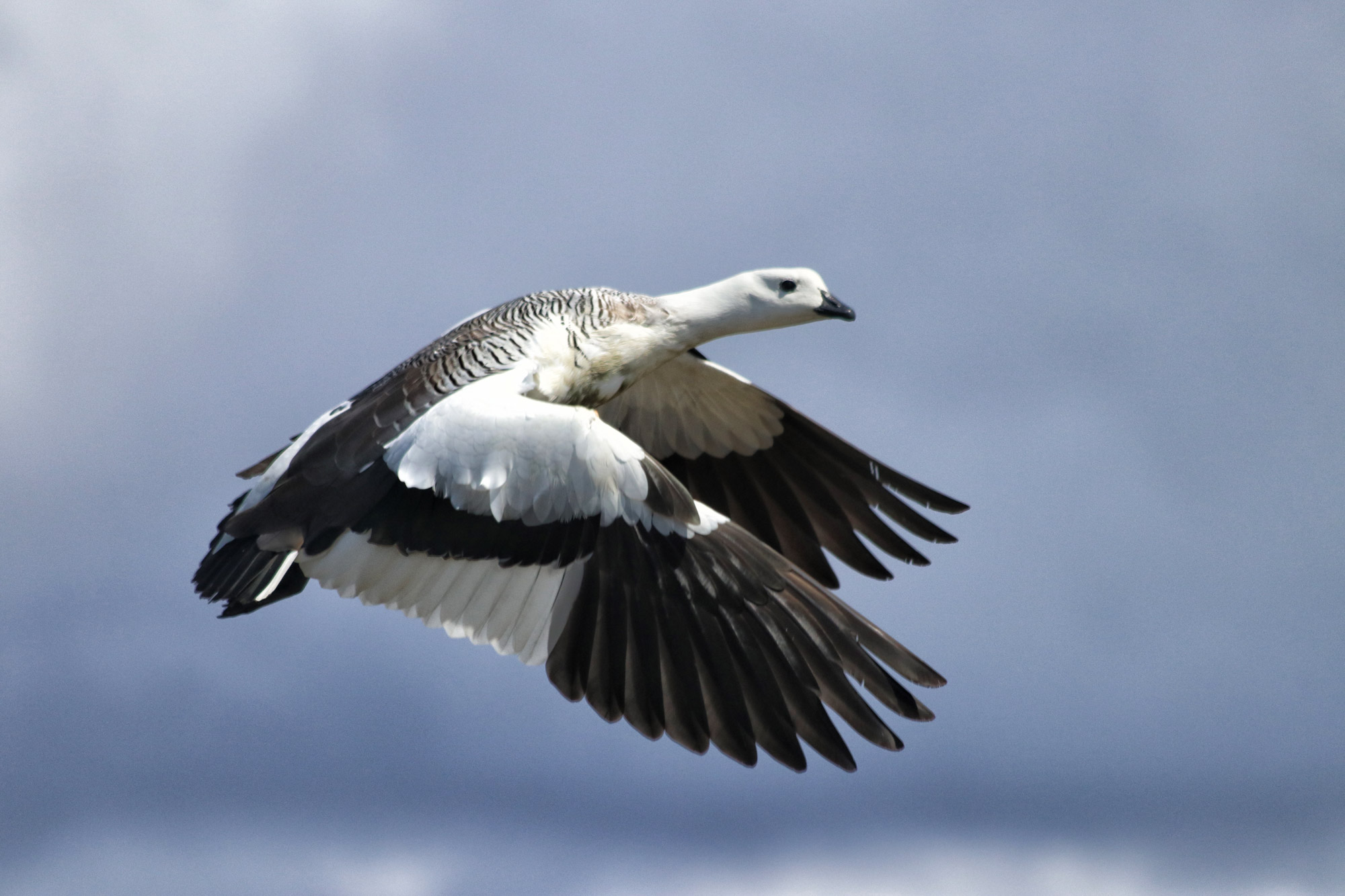 Doen in El Calafate: Vogels spotten bij Reserva Laguna Nimez - Argentinië