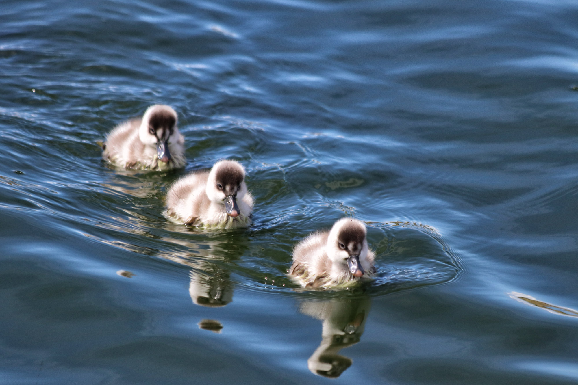 Doen in El Calafate: Vogels spotten bij Reserva Laguna Nimez - Argentinië