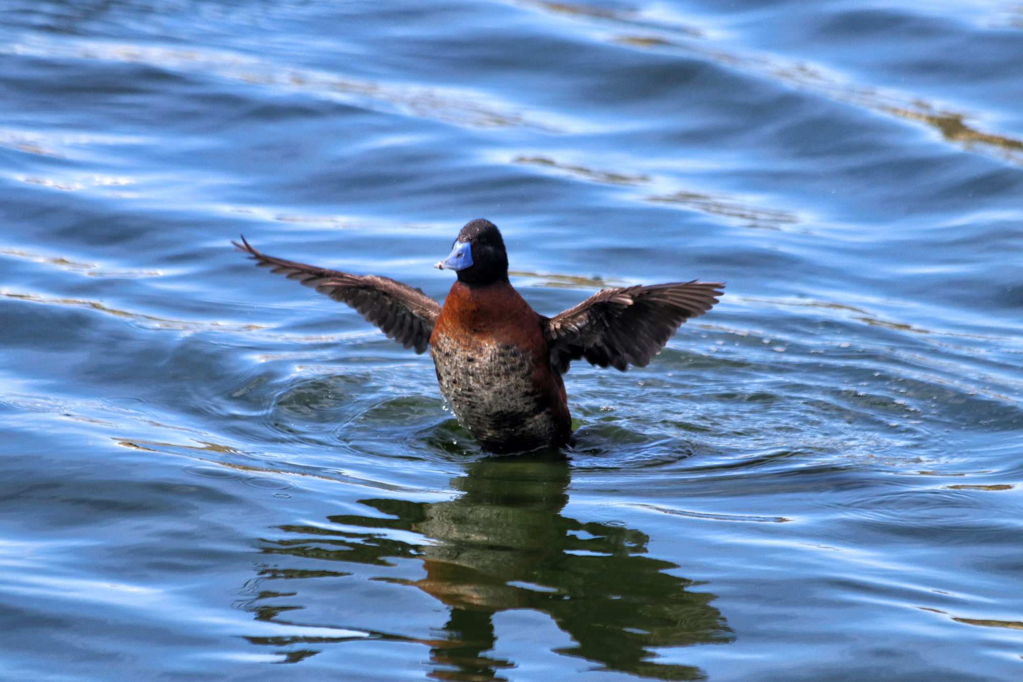 Doen in El Calafate: Vogels spotten bij Reserva Laguna Nimez - Argentinië