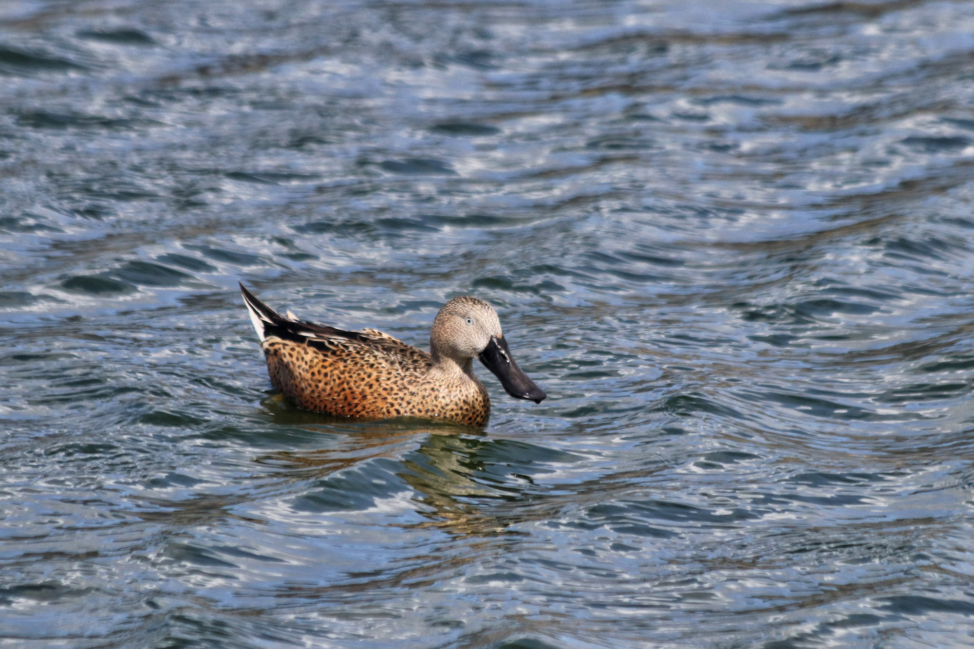 Doen in El Calafate: Vogels spotten bij Reserva Laguna Nimez - Argentinië