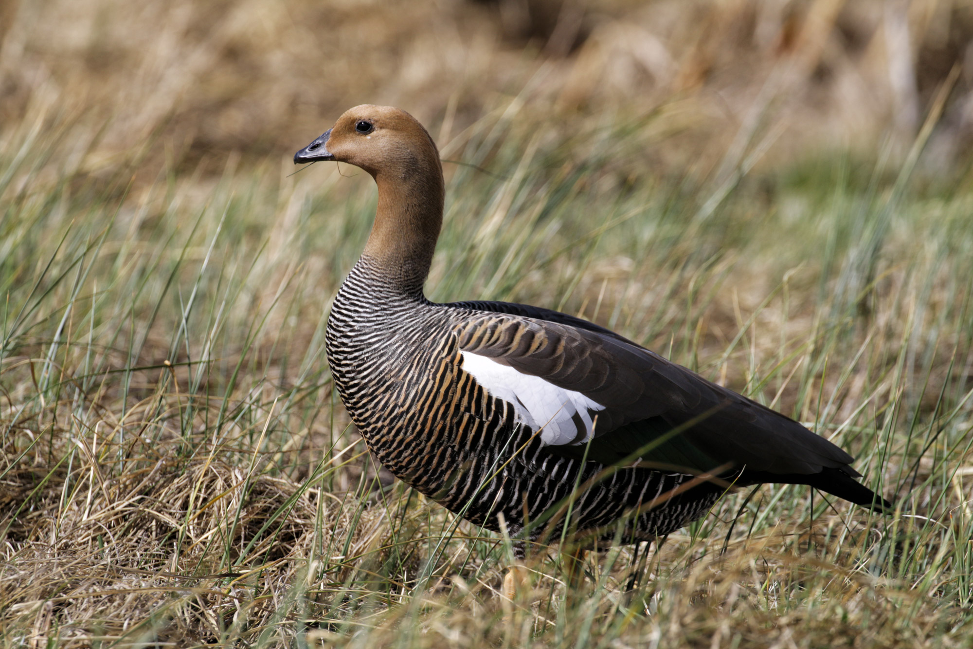 Doen in El Calafate: Vogels spotten bij Reserva Laguna Nimez - Argentinië