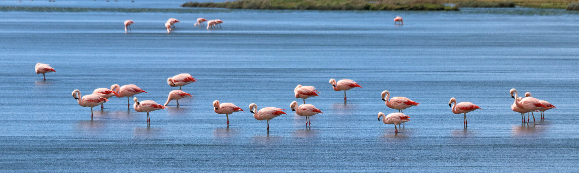 Doen in El Calafate: Vogels spotten bij Reserva Laguna Nimez - Argentinië