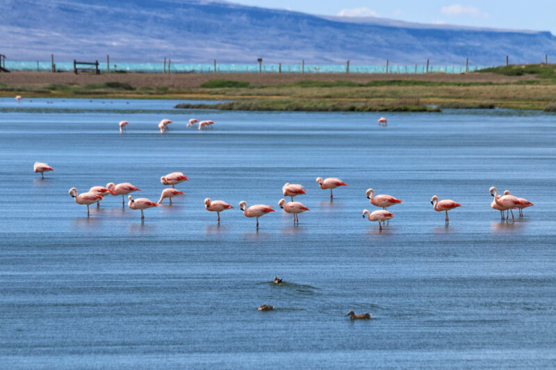 Doen in El Calafate: Vogels spotten bij Reserva Laguna Nimez - Argentinië