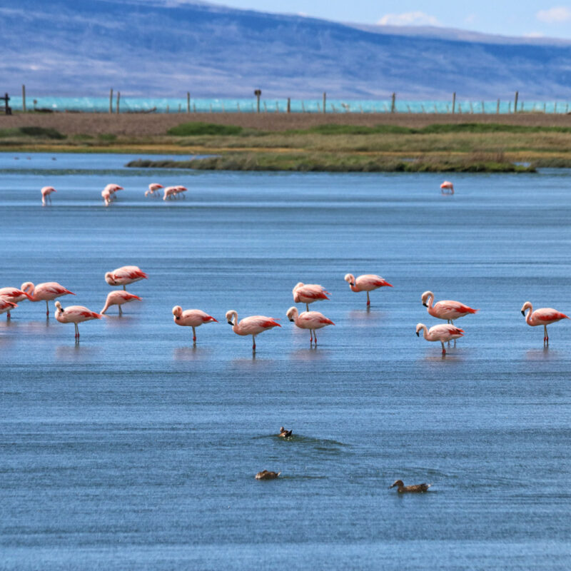 Doen in El Calafate: Vogels spotten bij Reserva Laguna Nimez - Argentinië