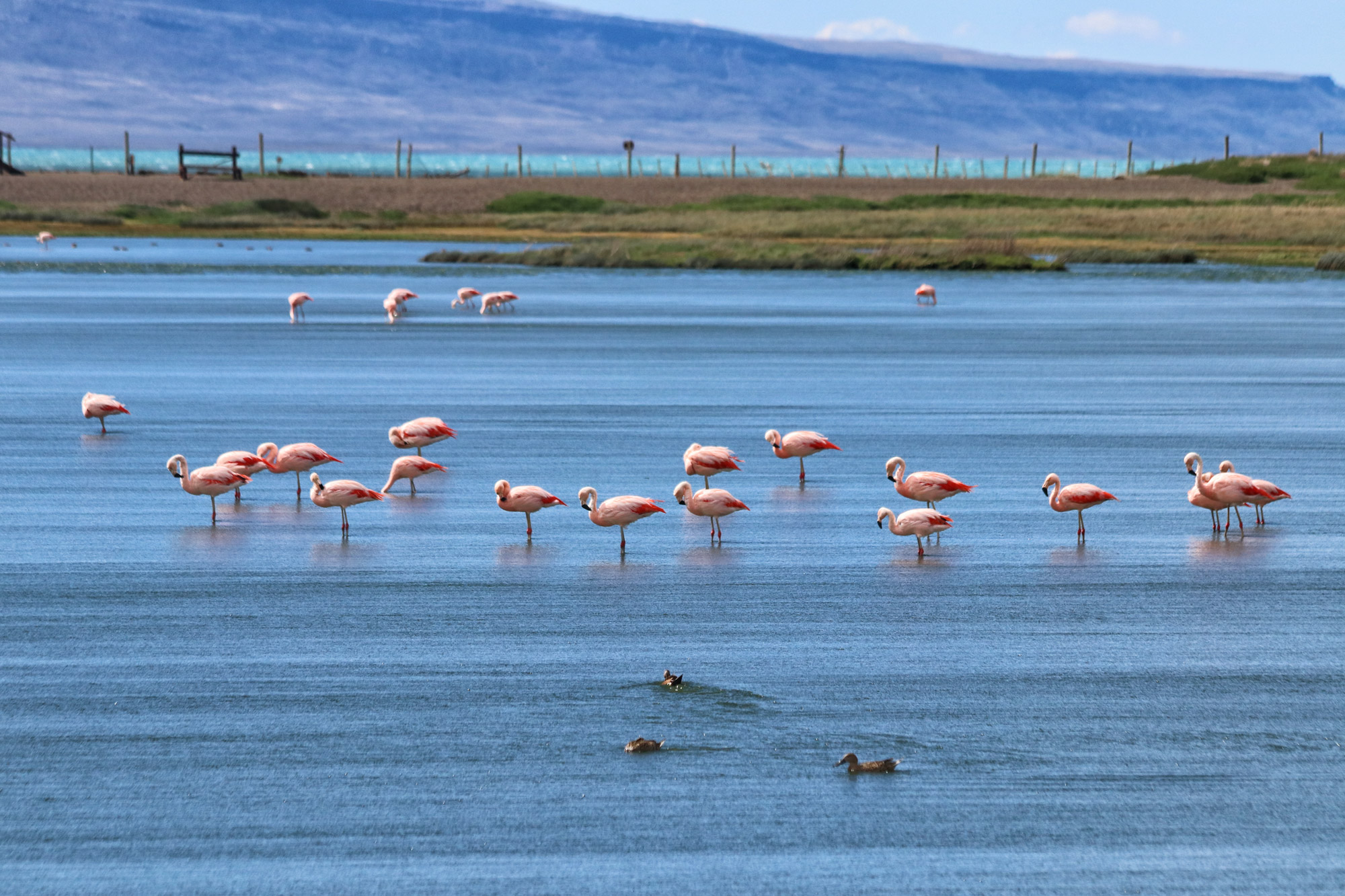 Doen in El Calafate: Vogels spotten bij Reserva Laguna Nimez - Argentinië