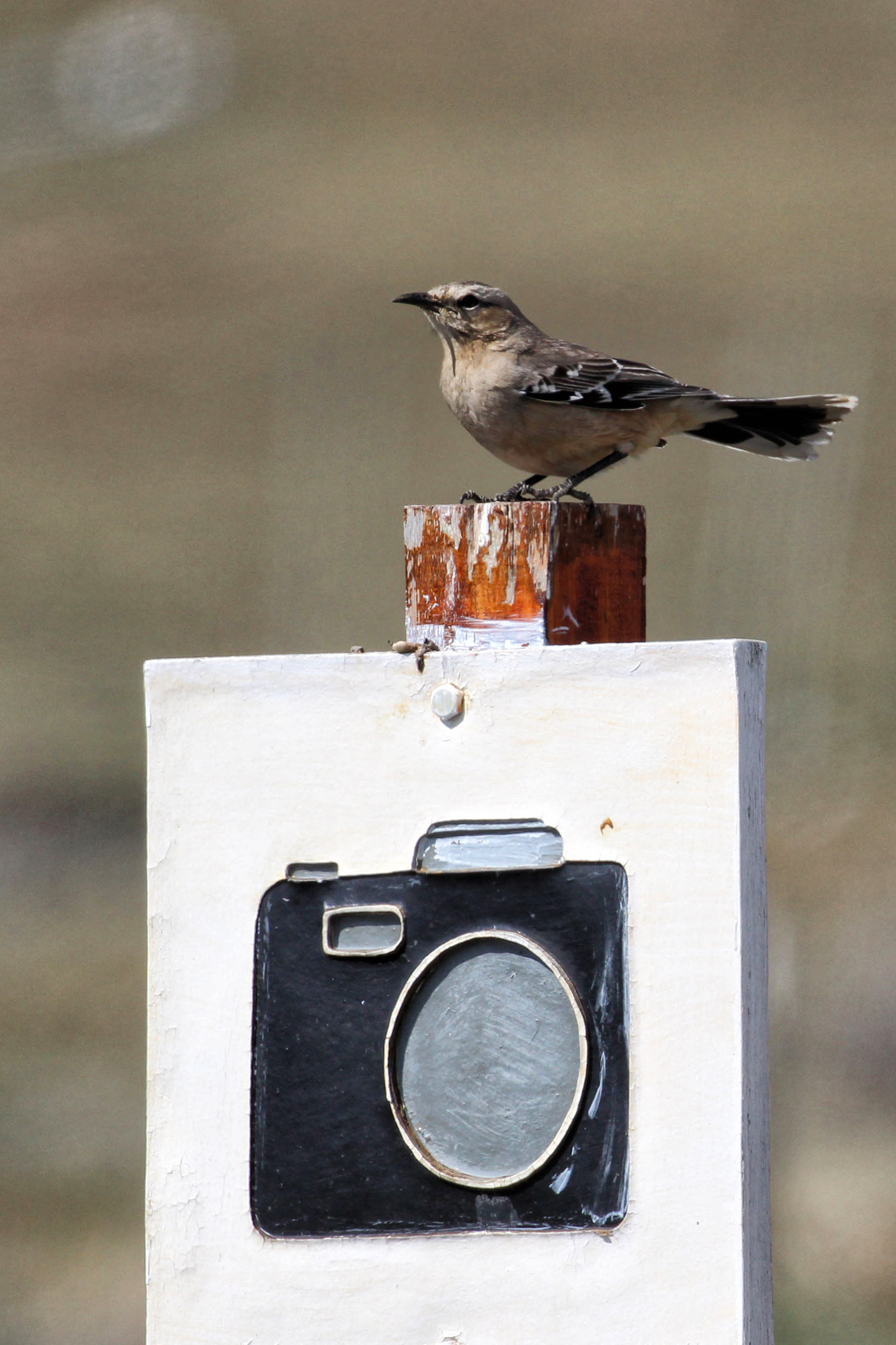 Doen in El Calafate: Vogels spotten bij Reserva Laguna Nimez - Argentinië