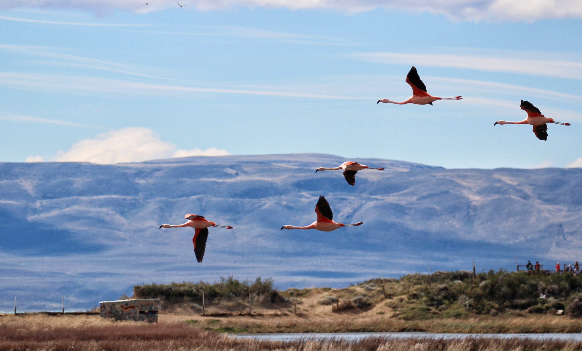 Doen in El Calafate: Vogels spotten bij Reserva Laguna Nimez - Argentinië