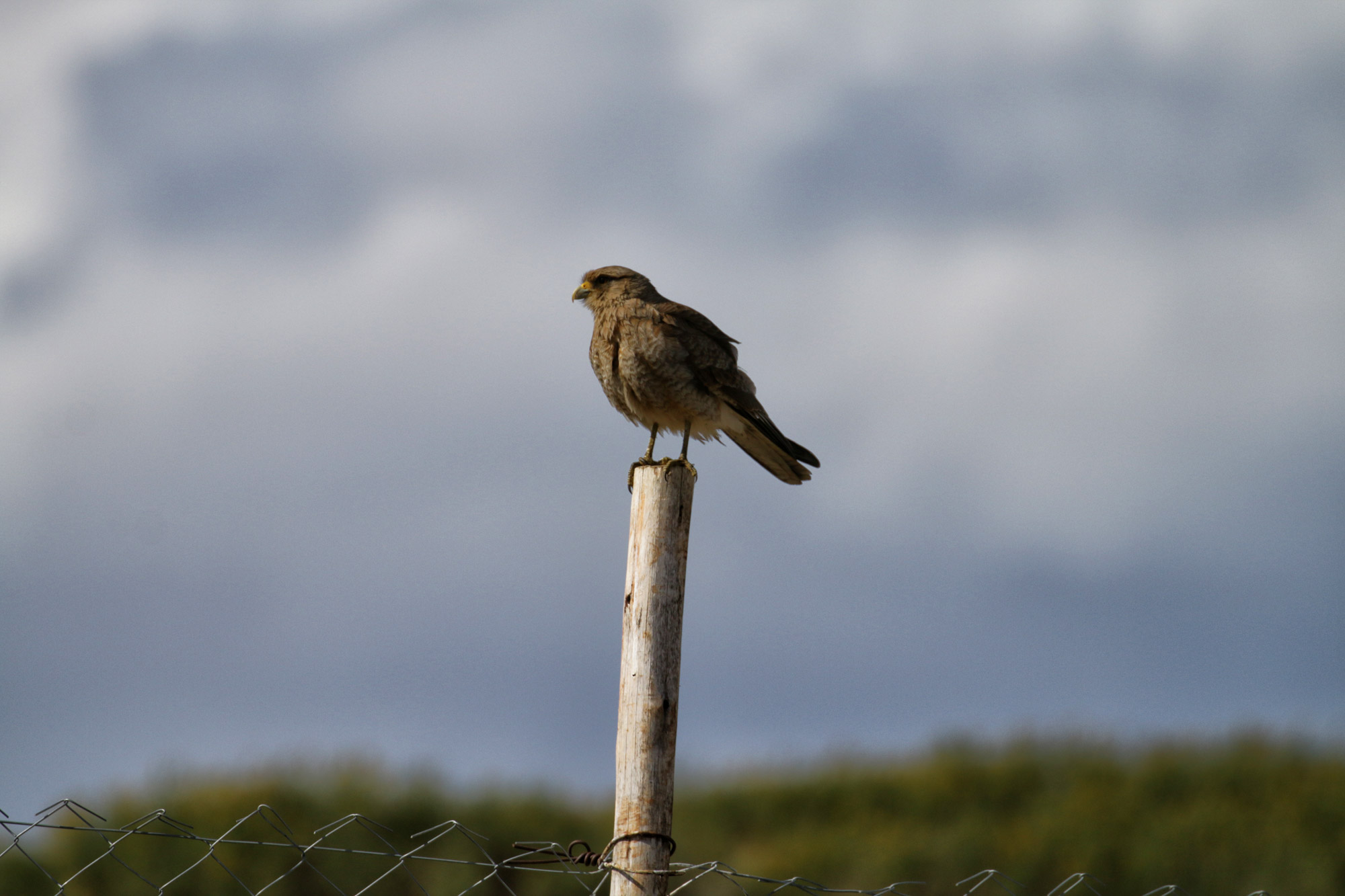 Doen in El Calafate: Vogels spotten bij Reserva Laguna Nimez - Argentinië