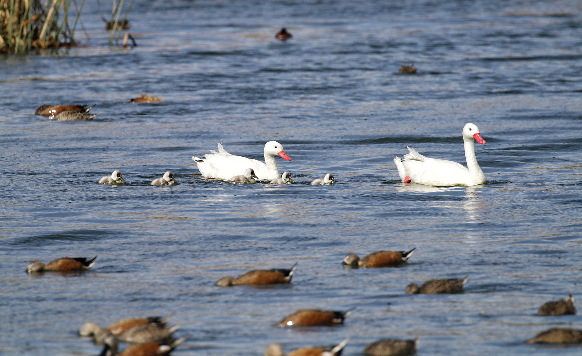 Doen in El Calafate: Vogels spotten bij Reserva Laguna Nimez - Argentinië