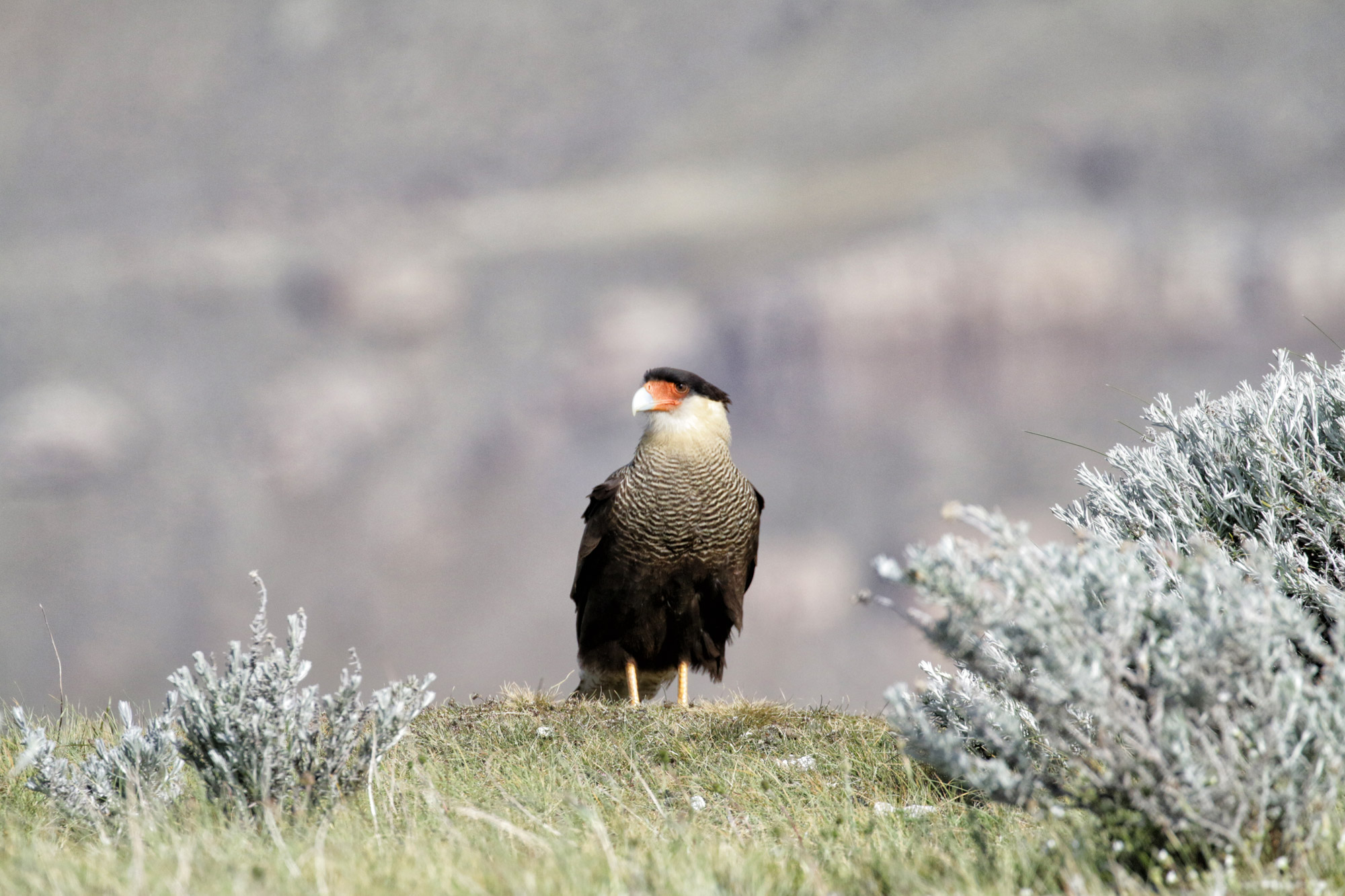 Doen in El Calafate: Vogels spotten bij Reserva Laguna Nimez - Argentinië