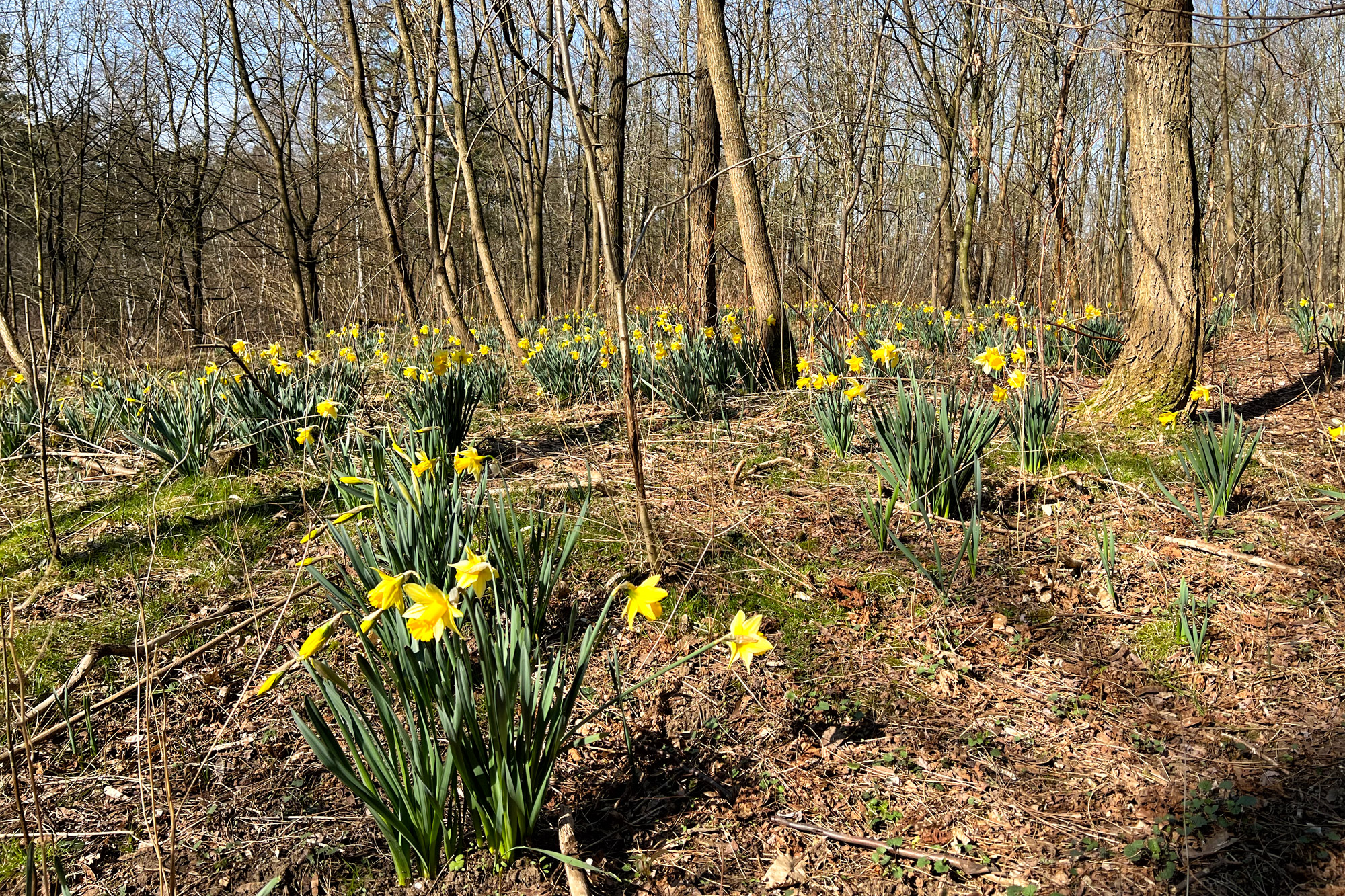 Wandelen in Limburg/Duitsland - Schwalmbruch