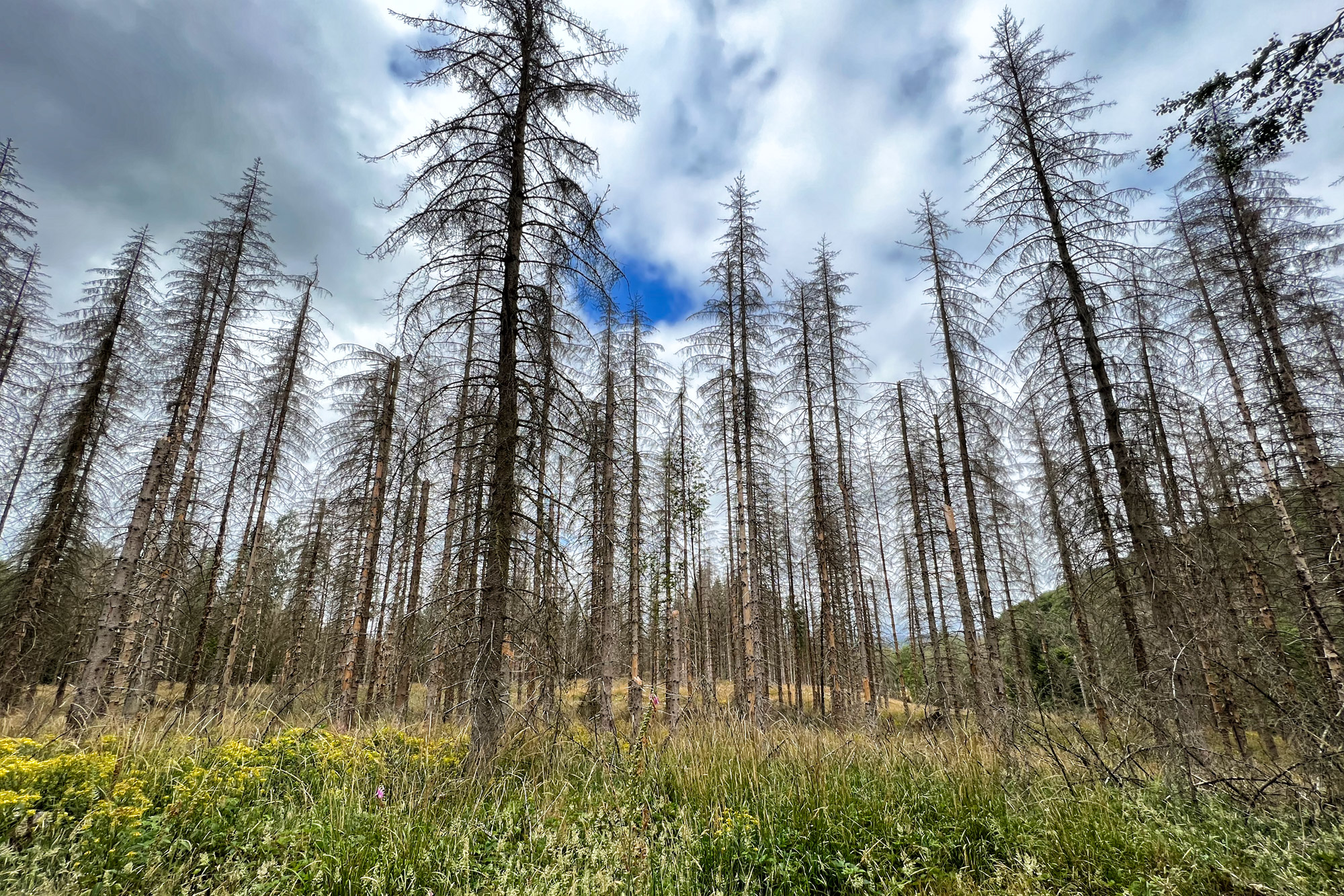 Harzer Grenzweg - Etappe: Brocken - Braunlage