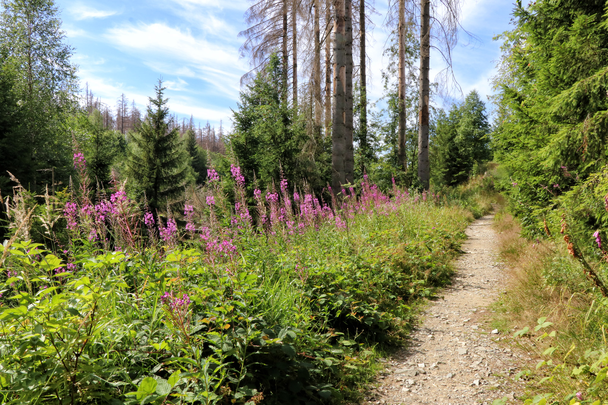 Harzer Grenzweg - Etappe: Ilsenburg - Brocken