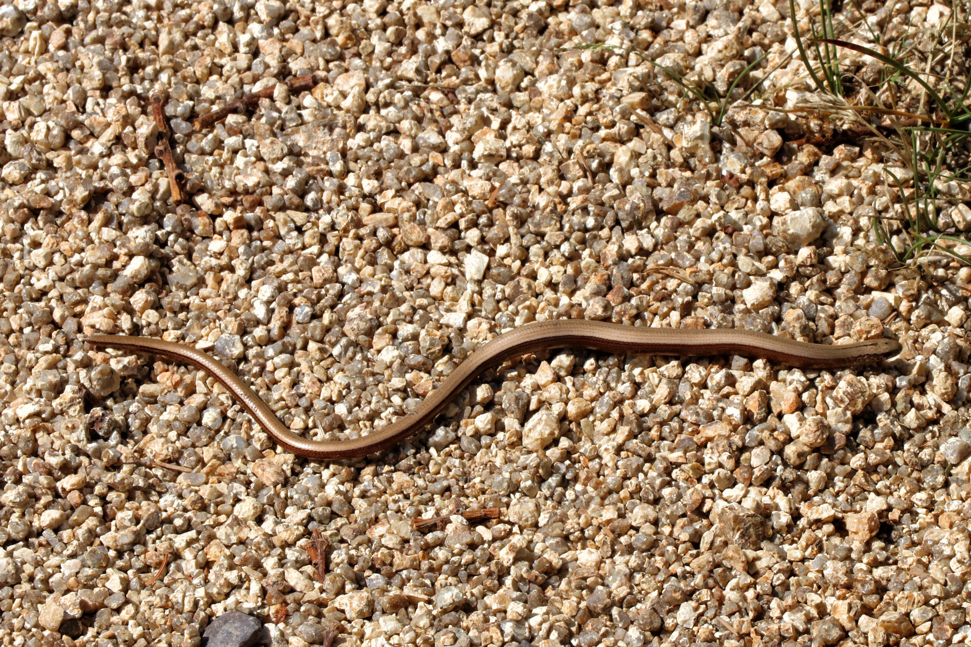 Harzer Grenzweg - Etappe: Ilsenburg - Brocken, Hazelworm