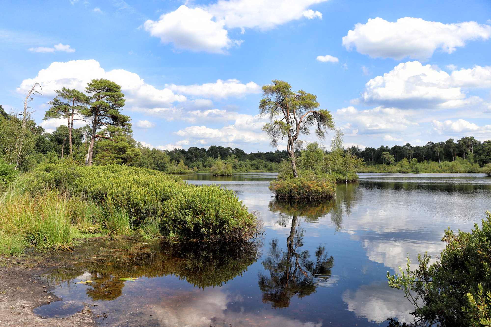 Wat te doen in Oisterwijk - Oisterwijkse Bossen en Vennen