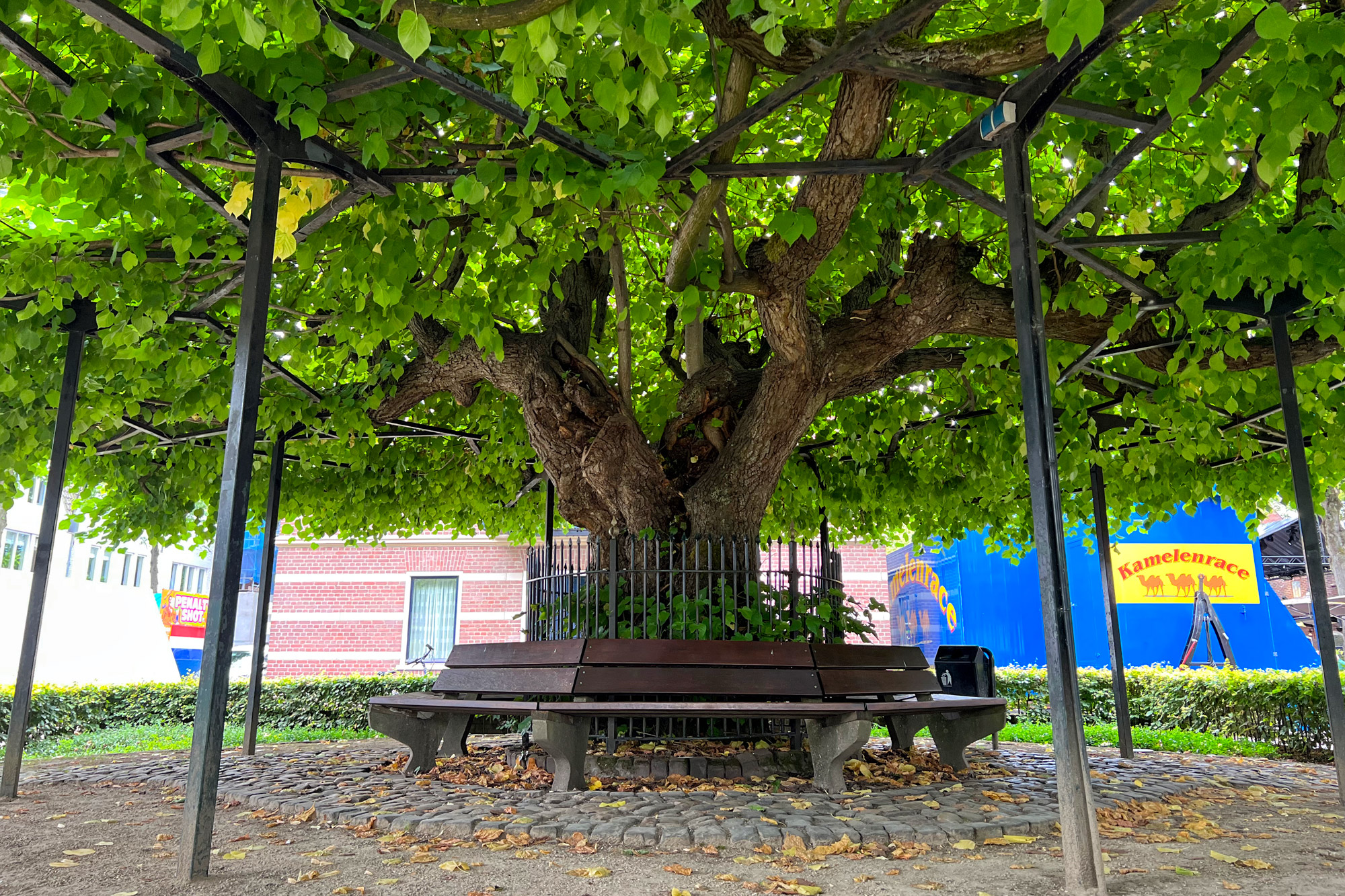 Wat te doen in Oisterwijk - Lindenboom