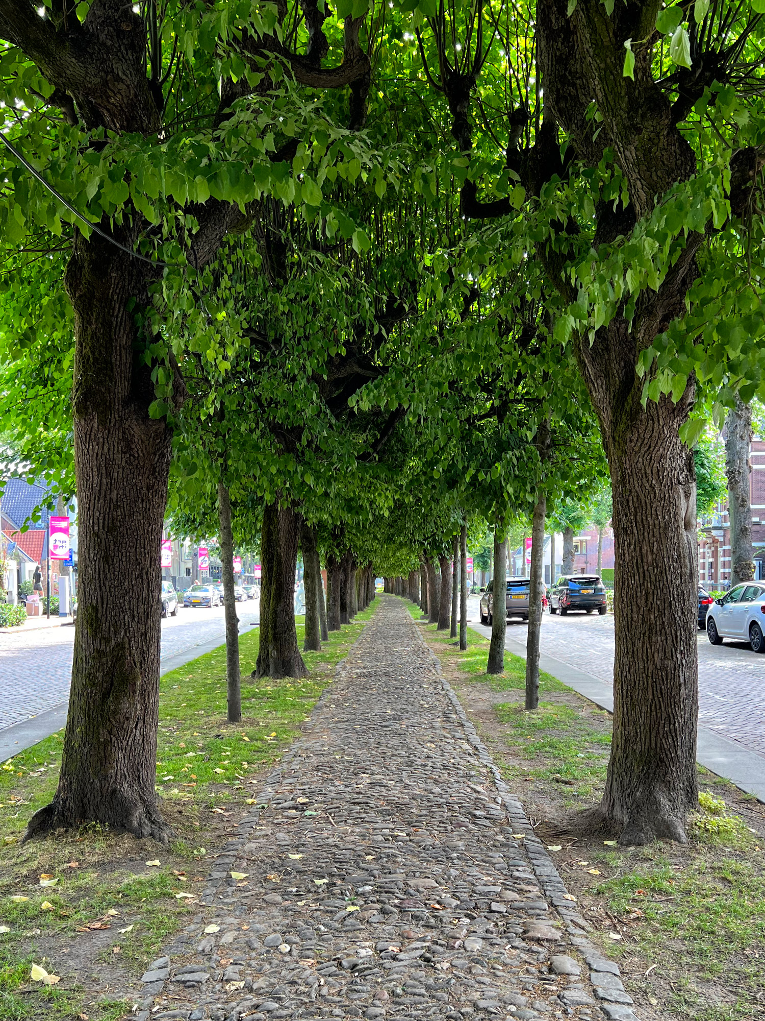 Wat te doen in Oisterwijk - Trouwlaantje