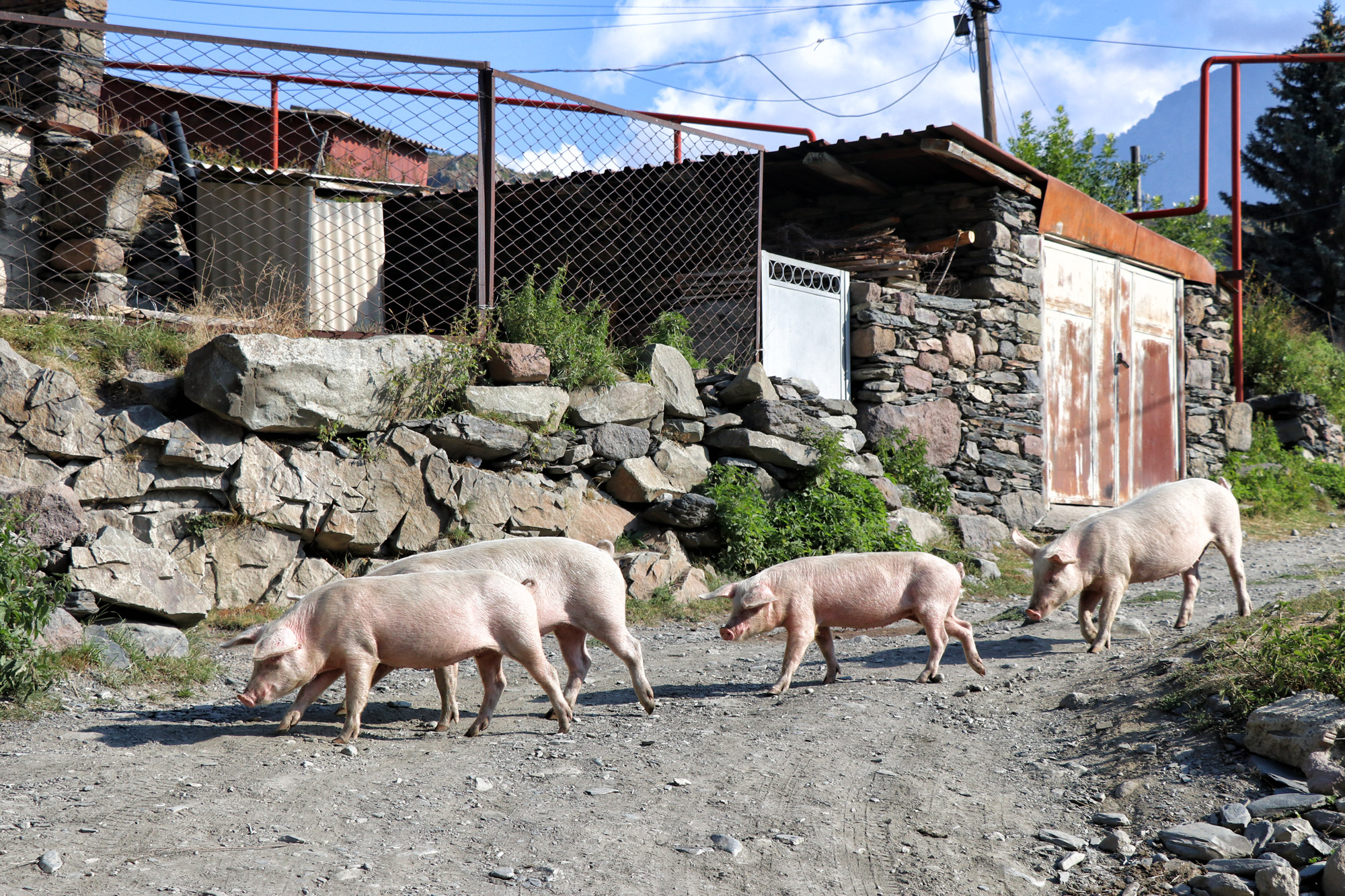 Wandelen in Georgië - Kazbegi naar de Gergeti Trinity Church