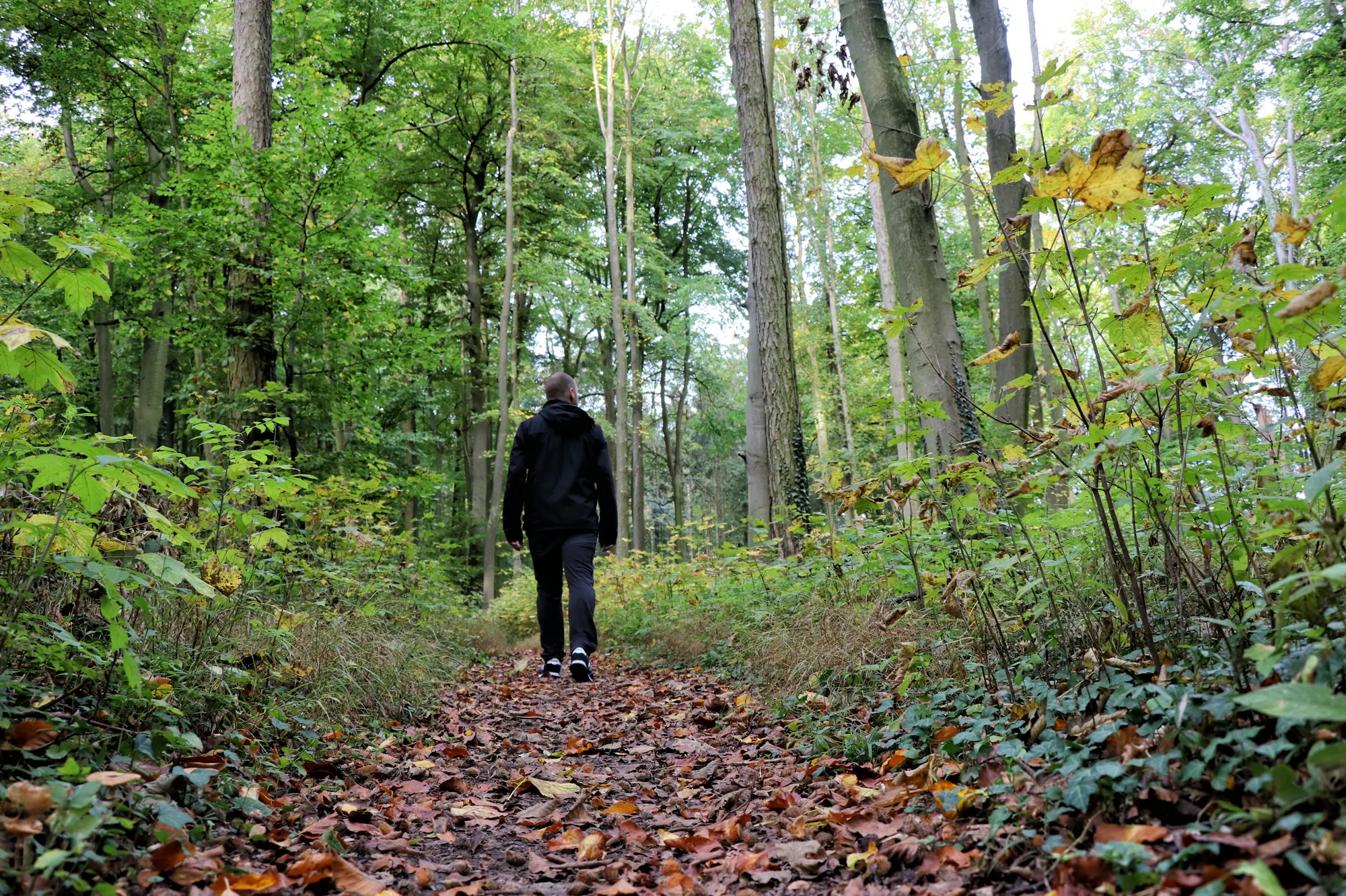 Teutoburger Wald - Kurpark Bad Holzhausen - wandelen