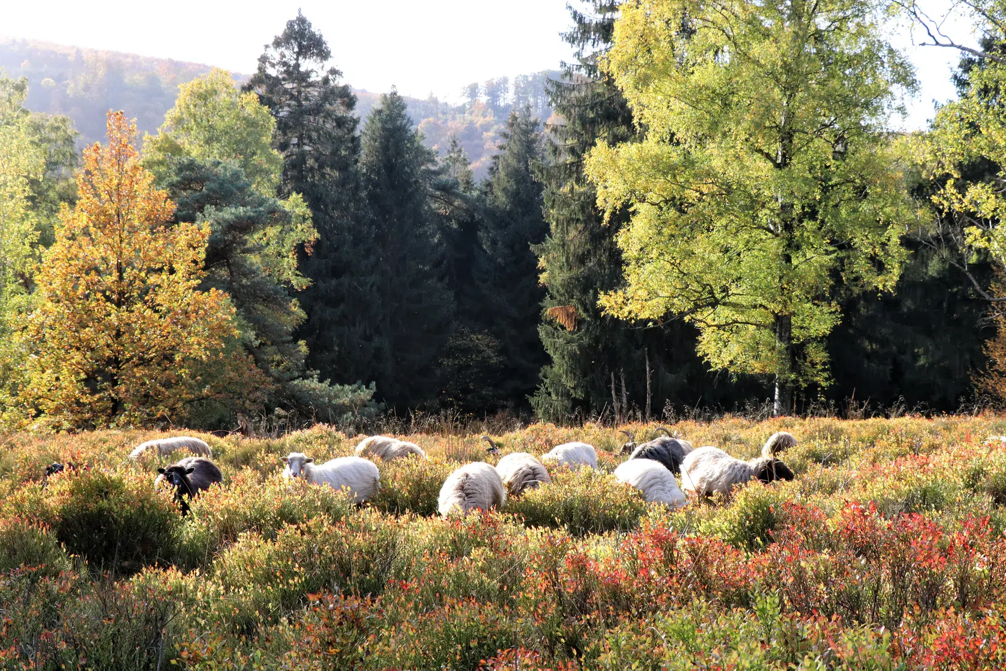 Teutoburger Wald - wandelen in de herfst