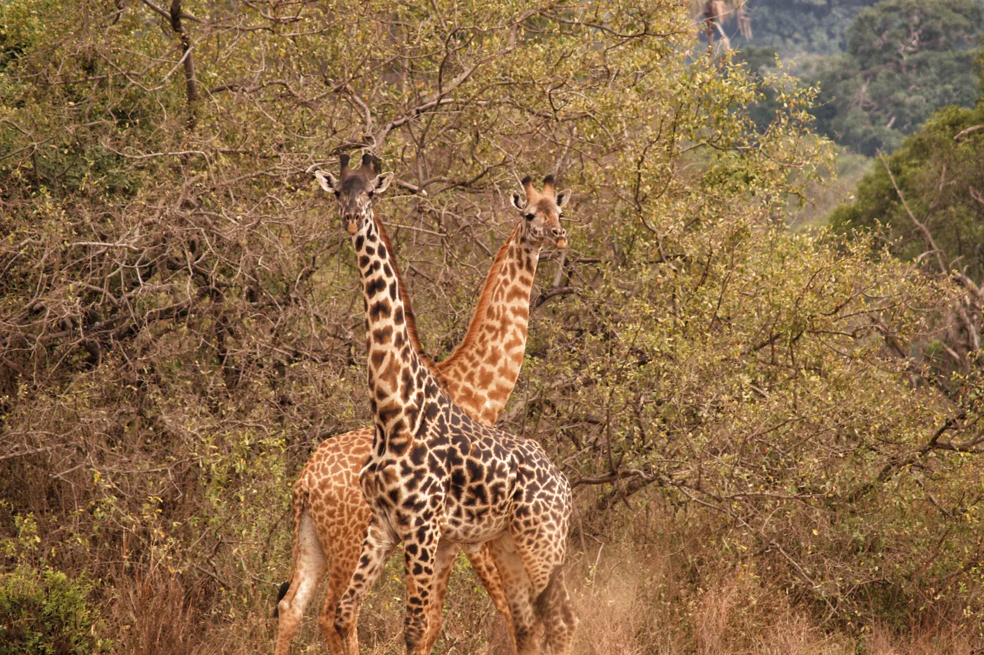 Lake Manyara National Park - Tanzania