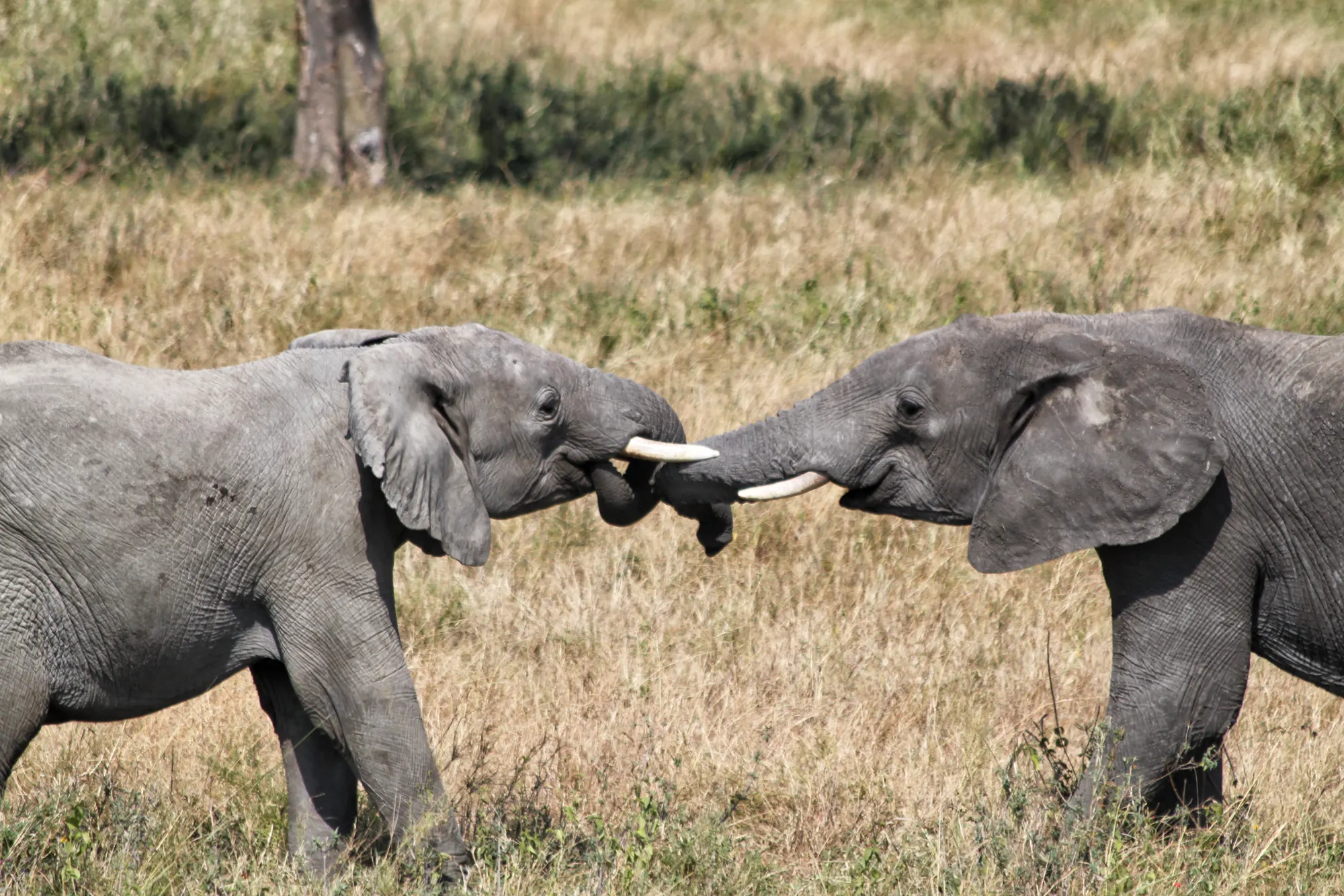 Serengeti National Park - Tanzania