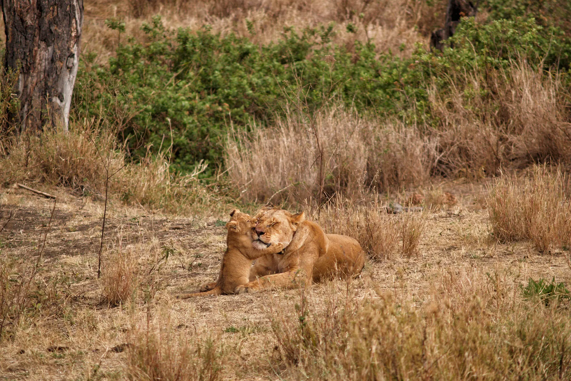 Serengeti National Park - Tanzania