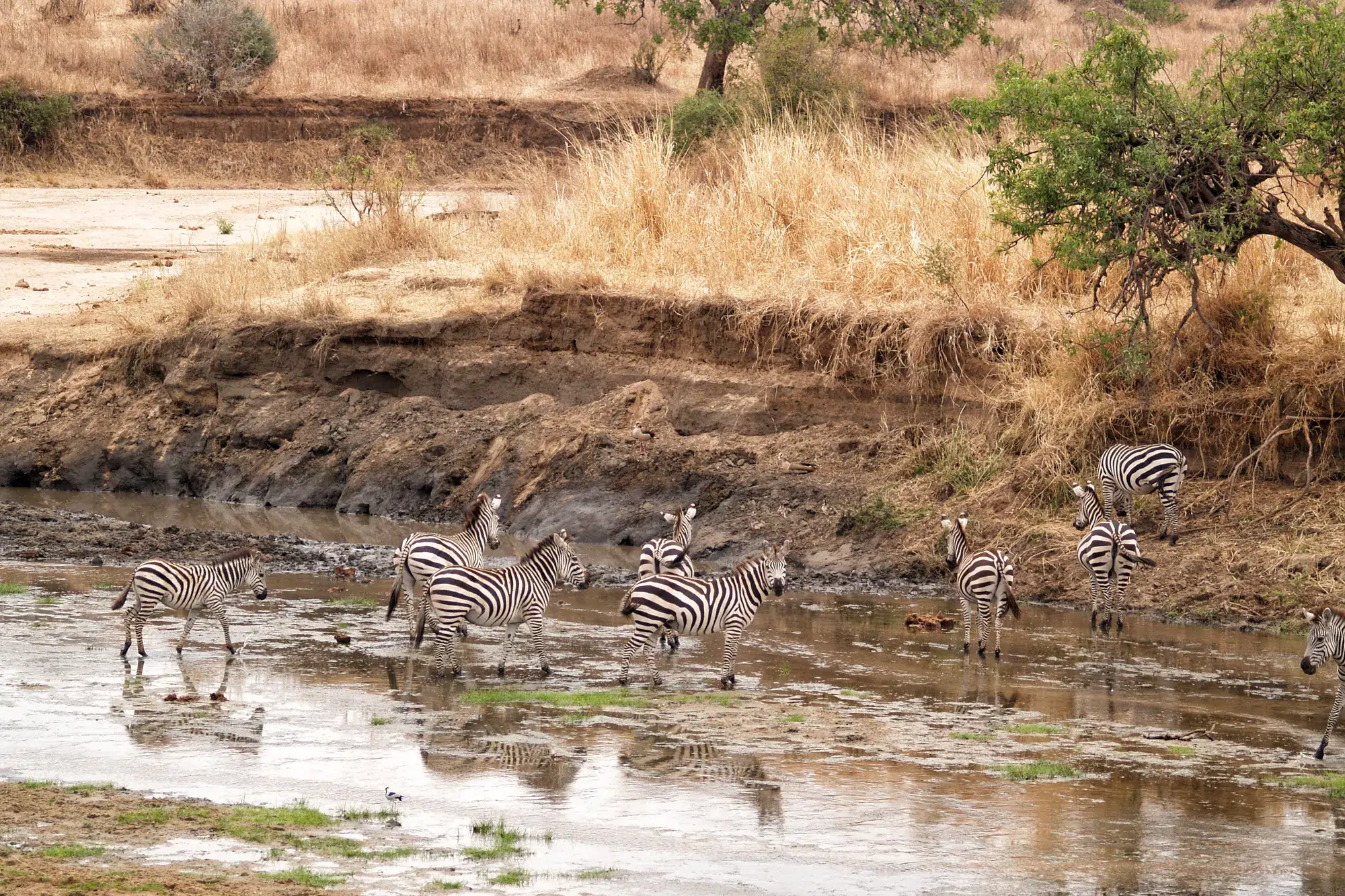 Tarangire National Park - Tanzania