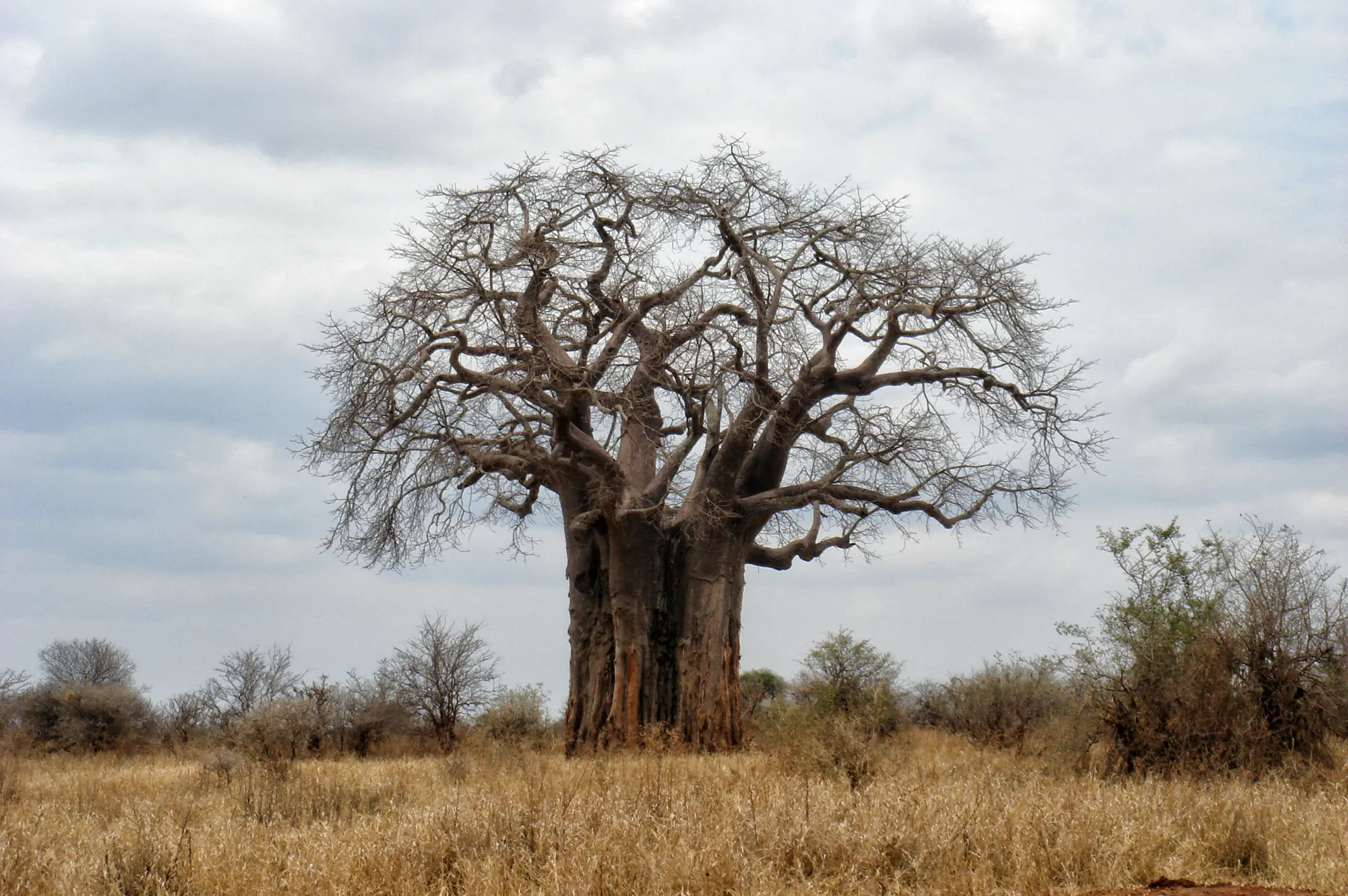 Tarangire National Park - Tanzania