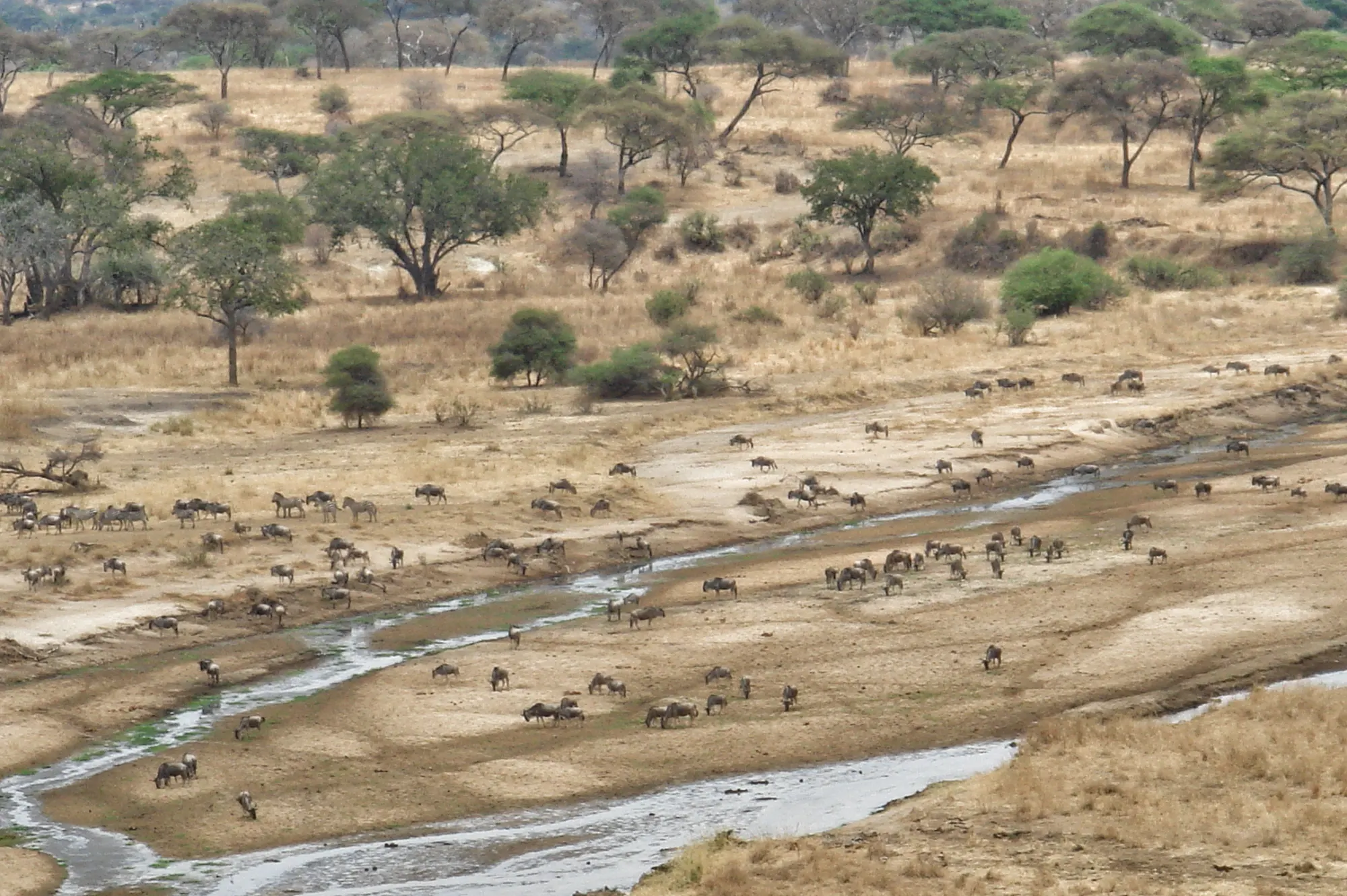 Tarangire National Park - Tanzania