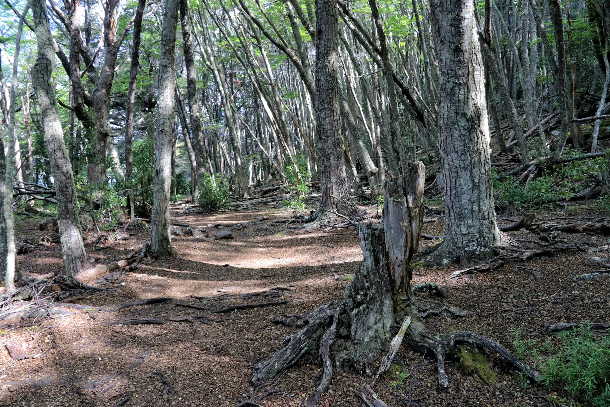 Tierra del Fuego Nationaal Park - Argentinië