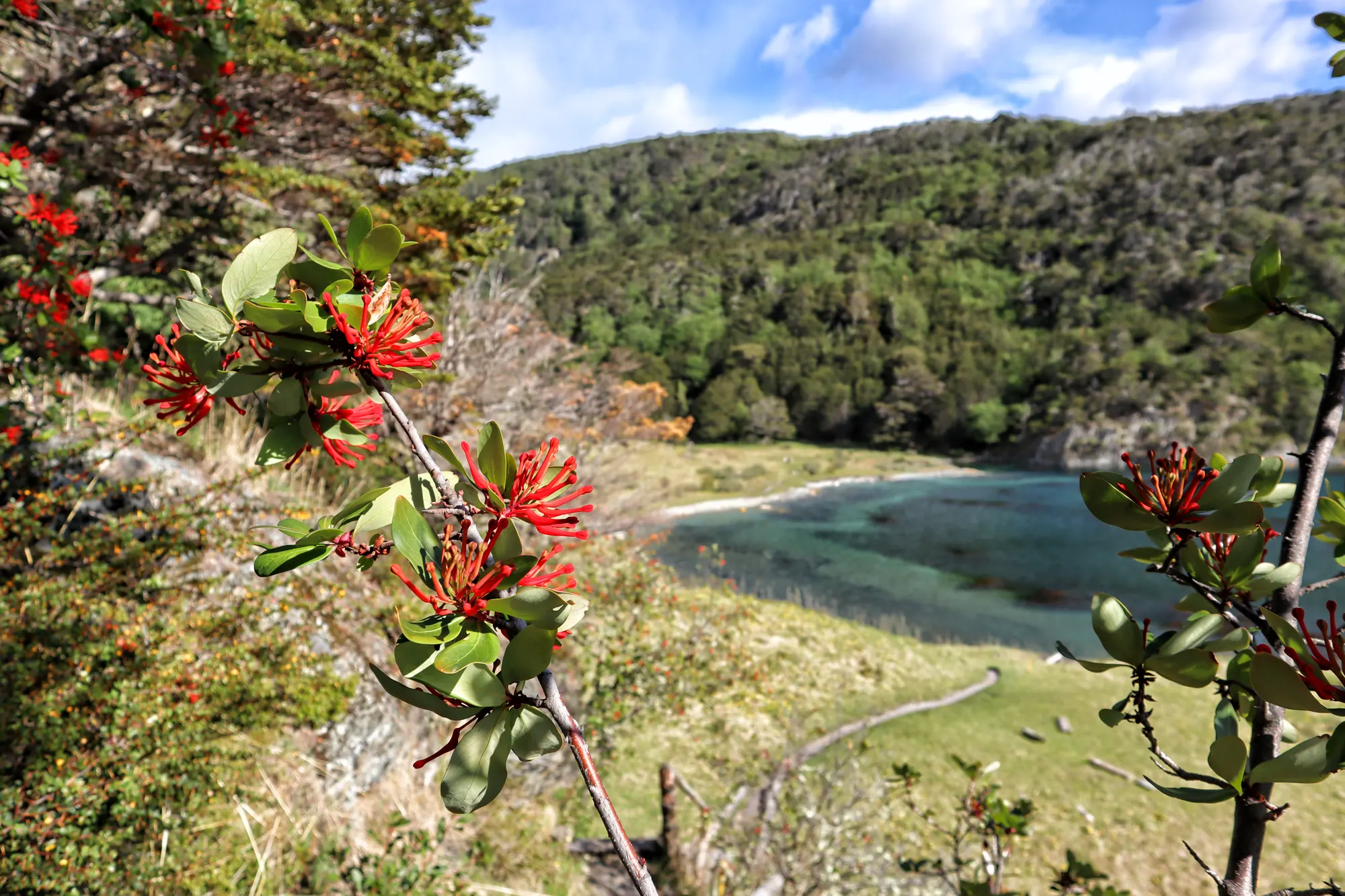 Tierra del Fuego Nationaal Park - Argentinië