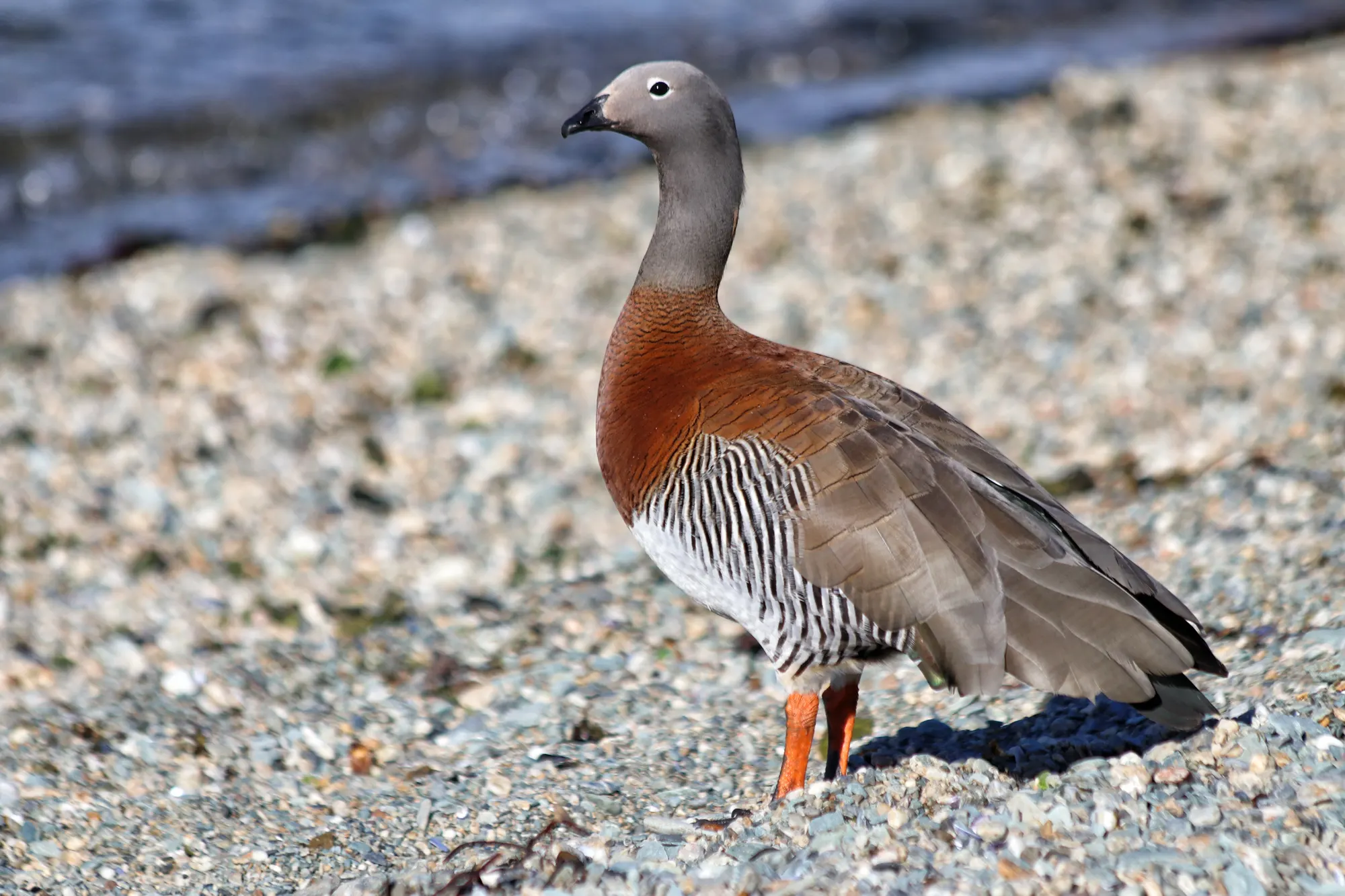 Tierra del Fuego Nationaal Park - Argentinië