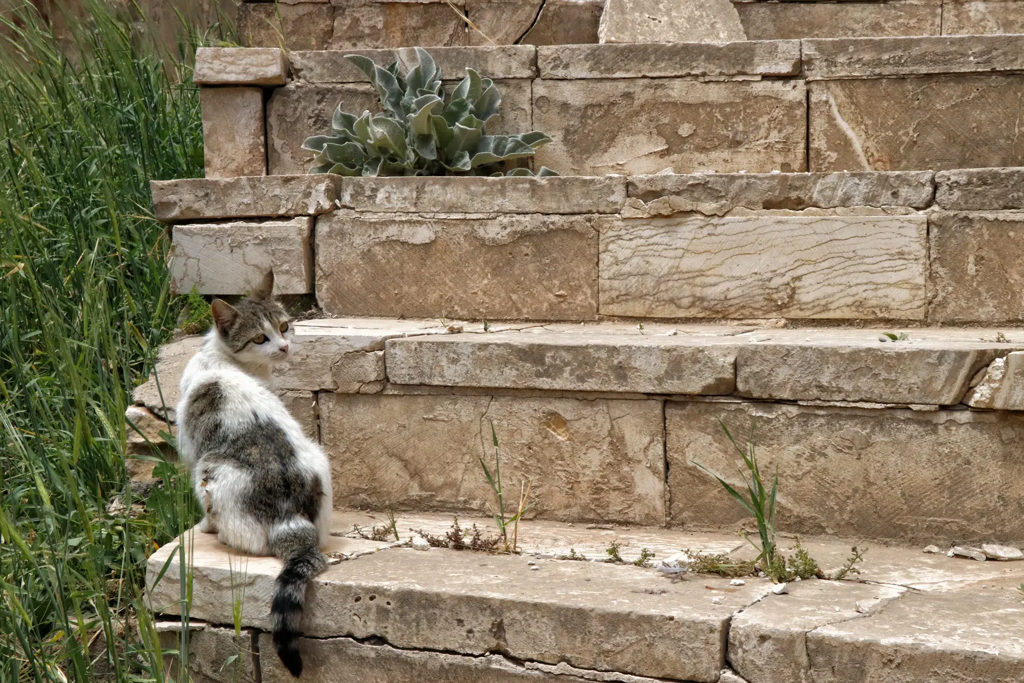 Mardin, Turkije - Katten