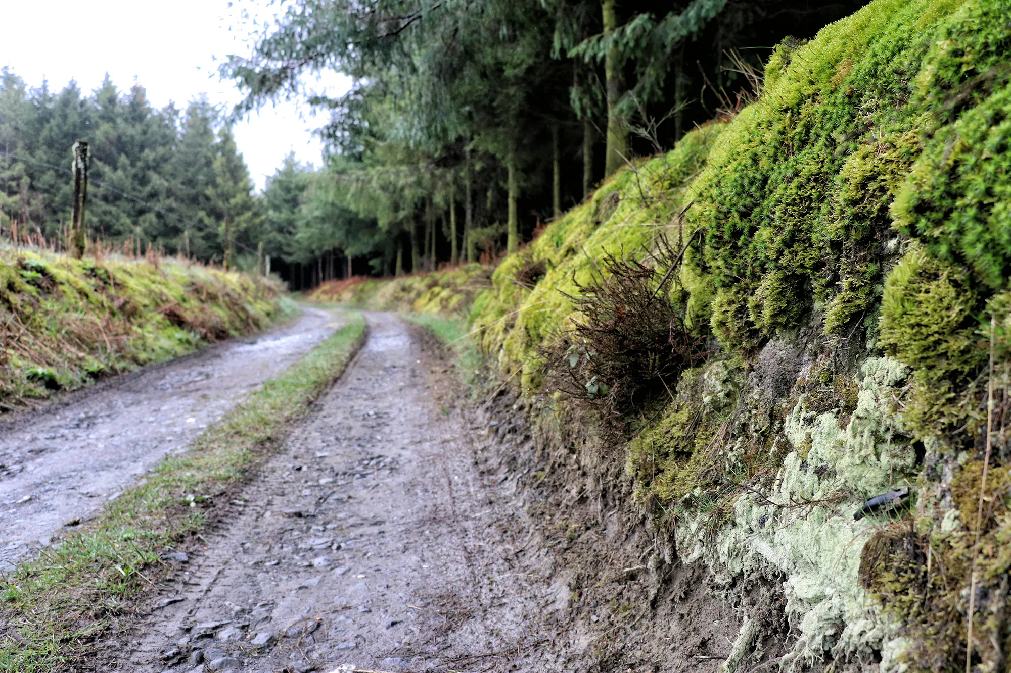 Bastogne, België - Wandeling van de herinneringen