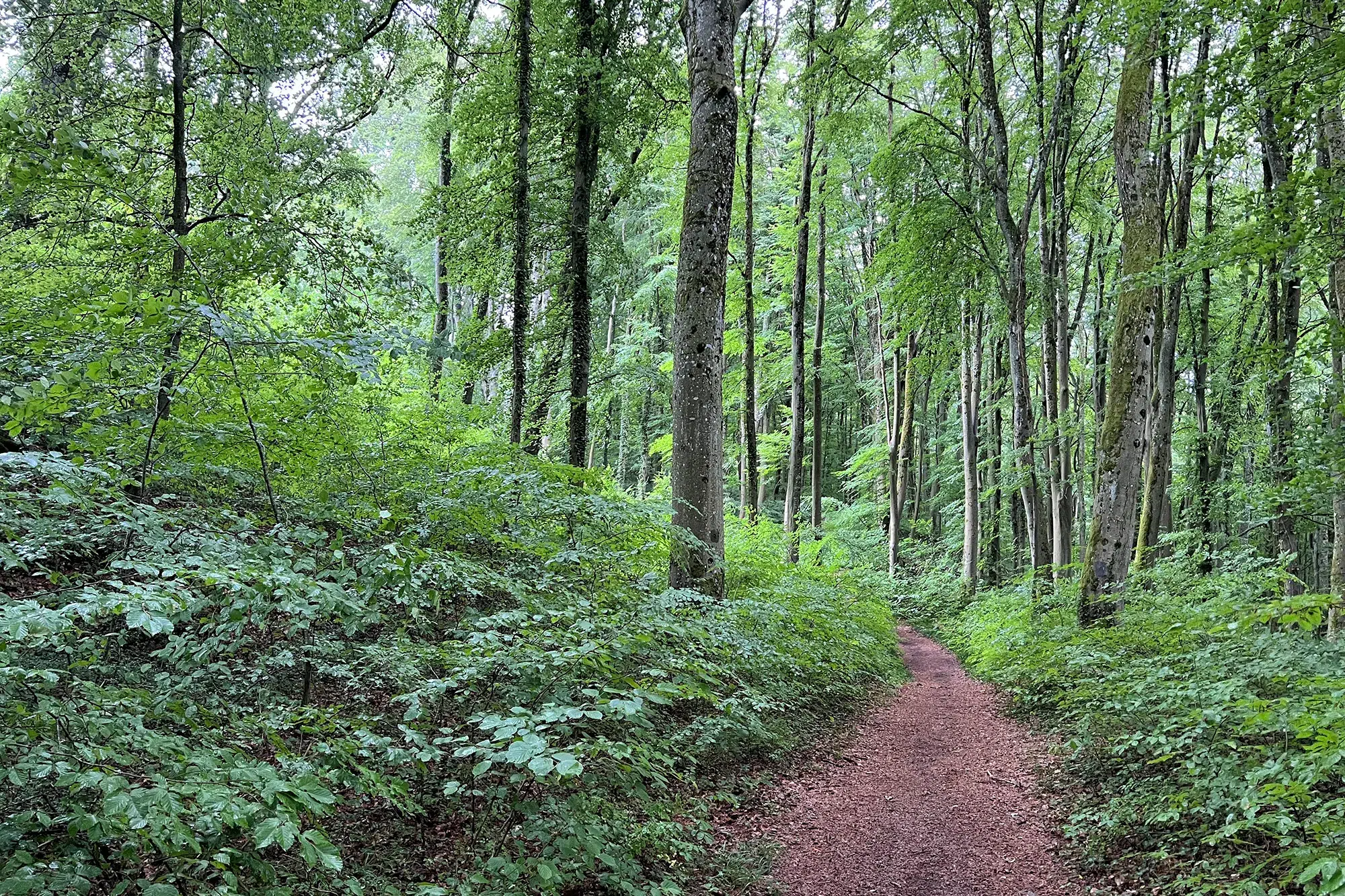 Minett regio, Luxemburg - Natuurrservaat Prënzebierg - Giele Botter