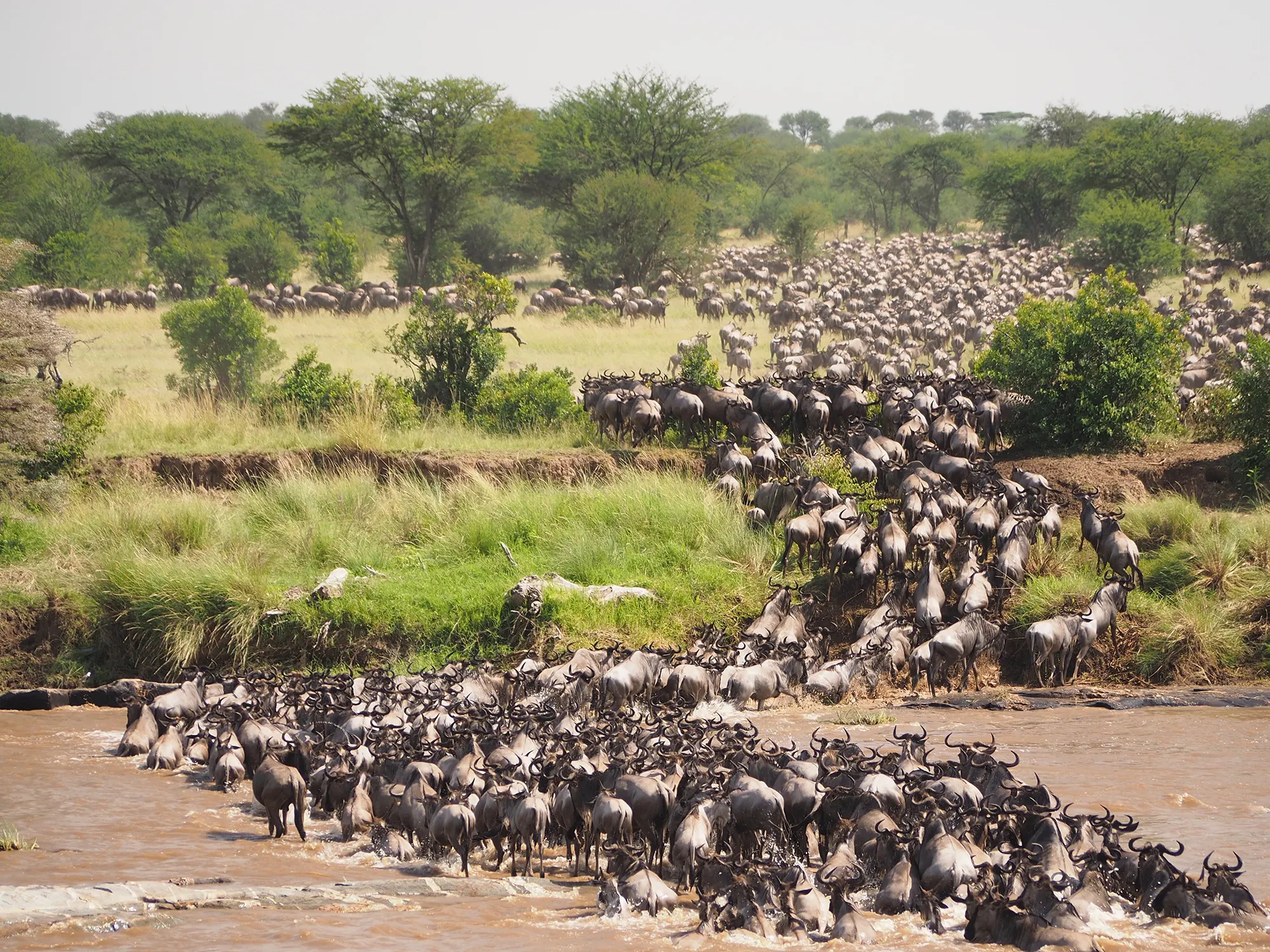 Safari in Kenia - Masai Mara National Reserve