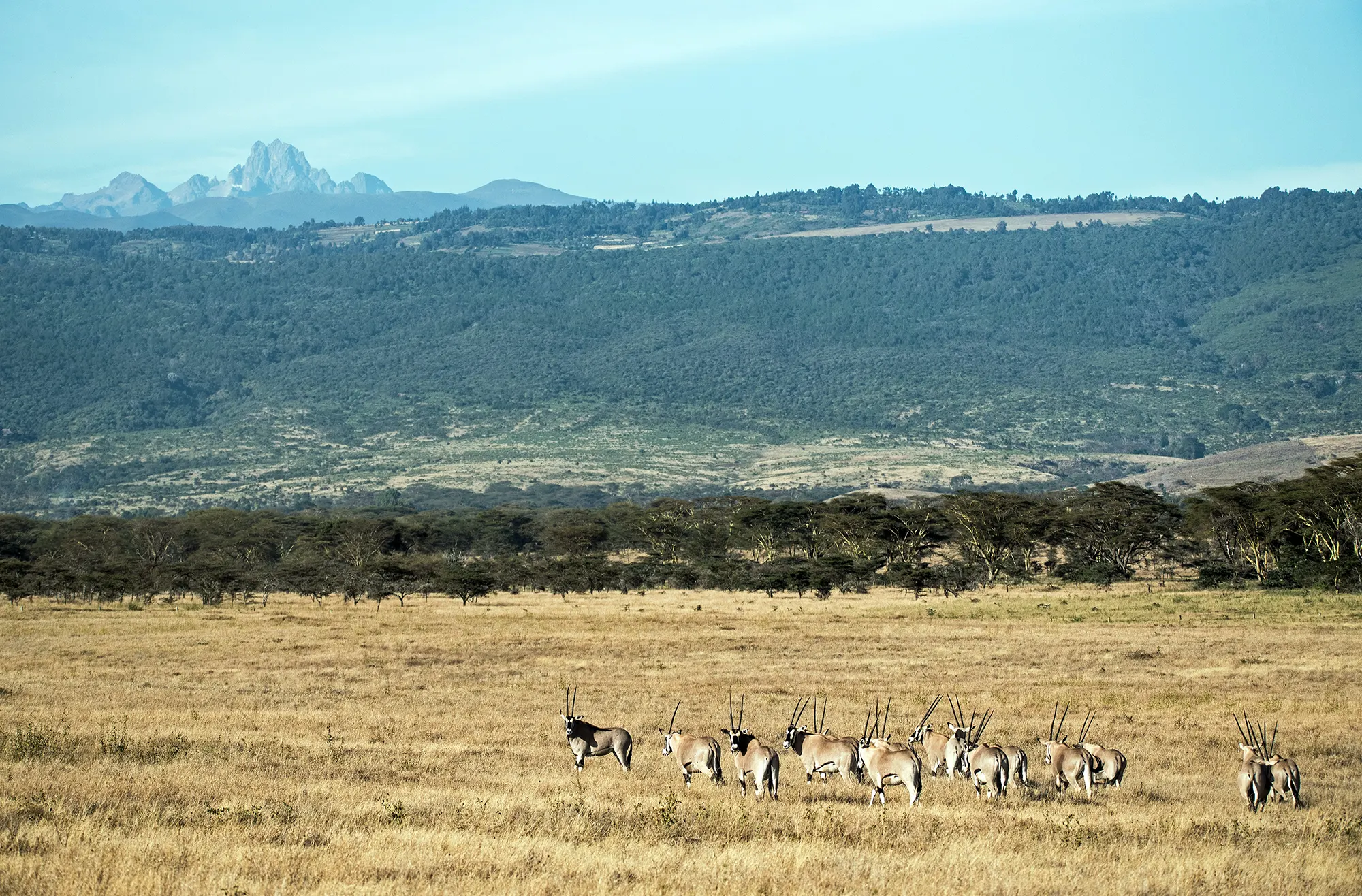 Safari in Kenia - Mount Kenya National Park