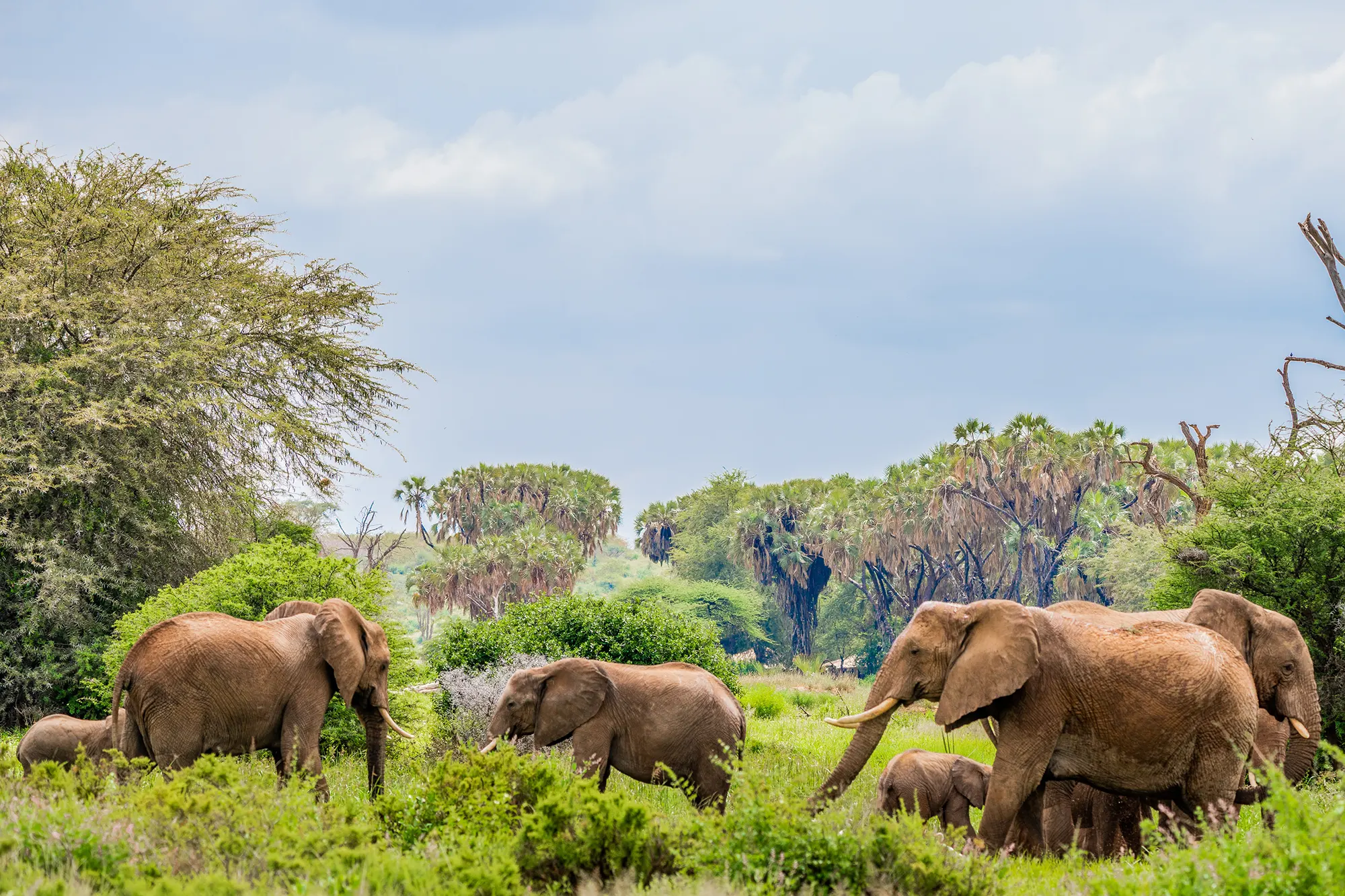 Safari in Kenia - Samburu National Reserve