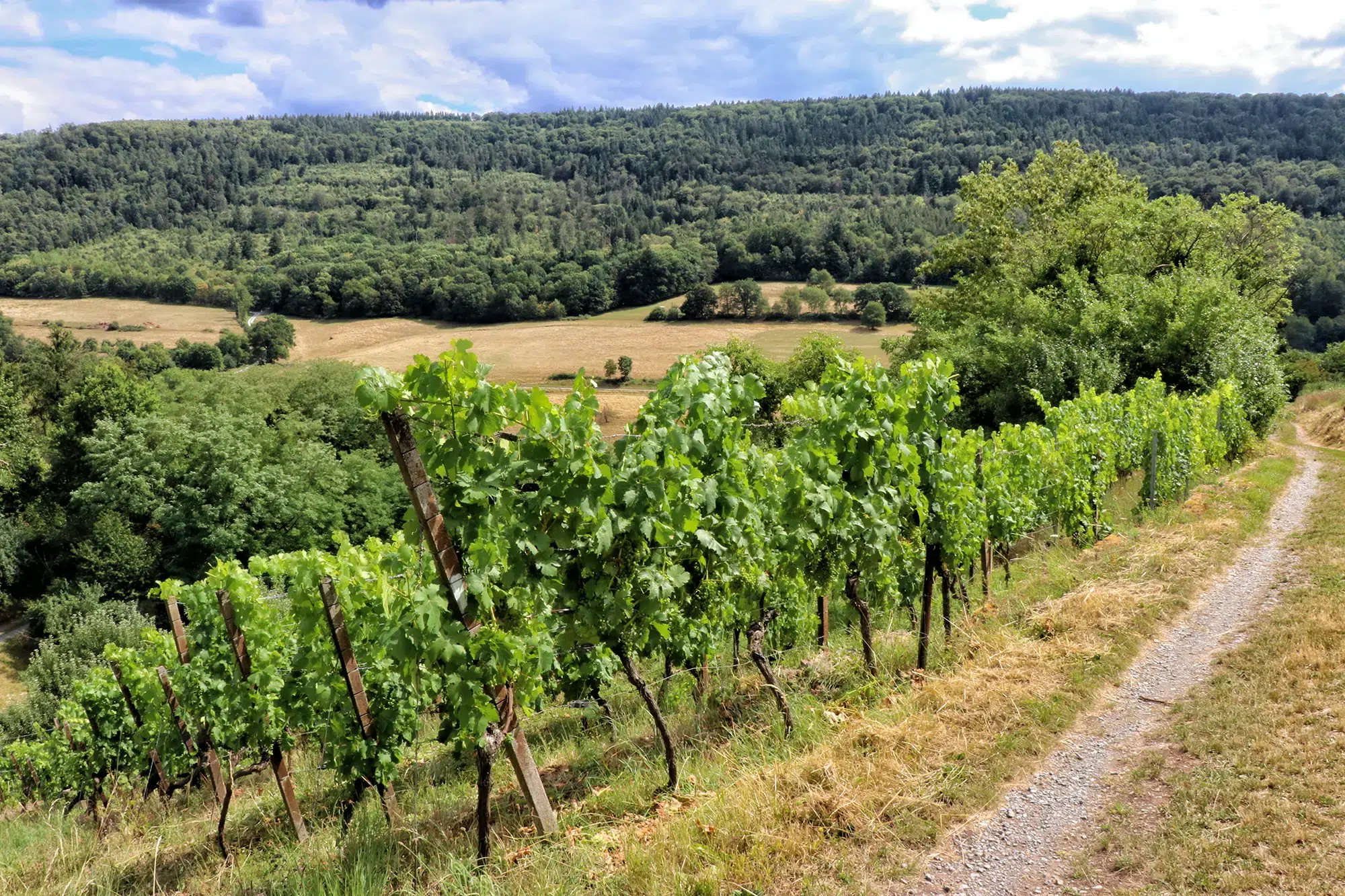 Fränkischer Rotwein Wanderweg, Churfranken, Duitsland